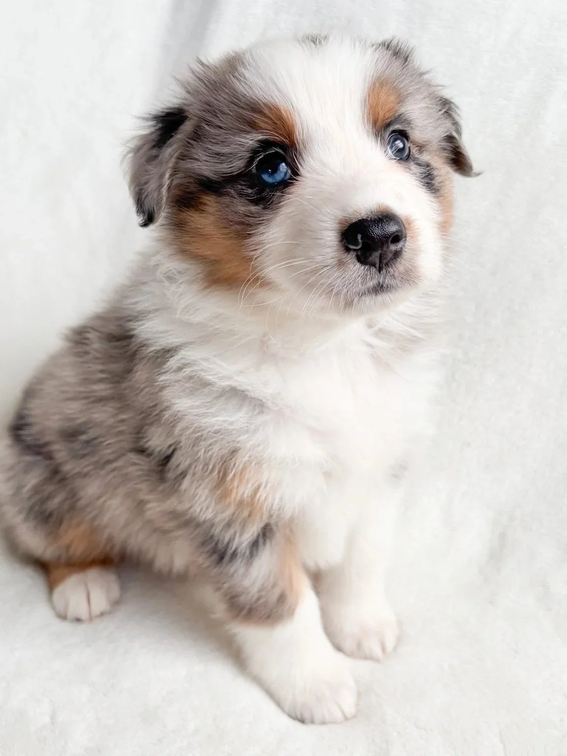 A cute Australian Shepherd puppy with blue eyes, a merle coat pattern, and white paws sitting on a white surface. Australian Shepherd puppies for sale in Kentucky AKC Standard Size