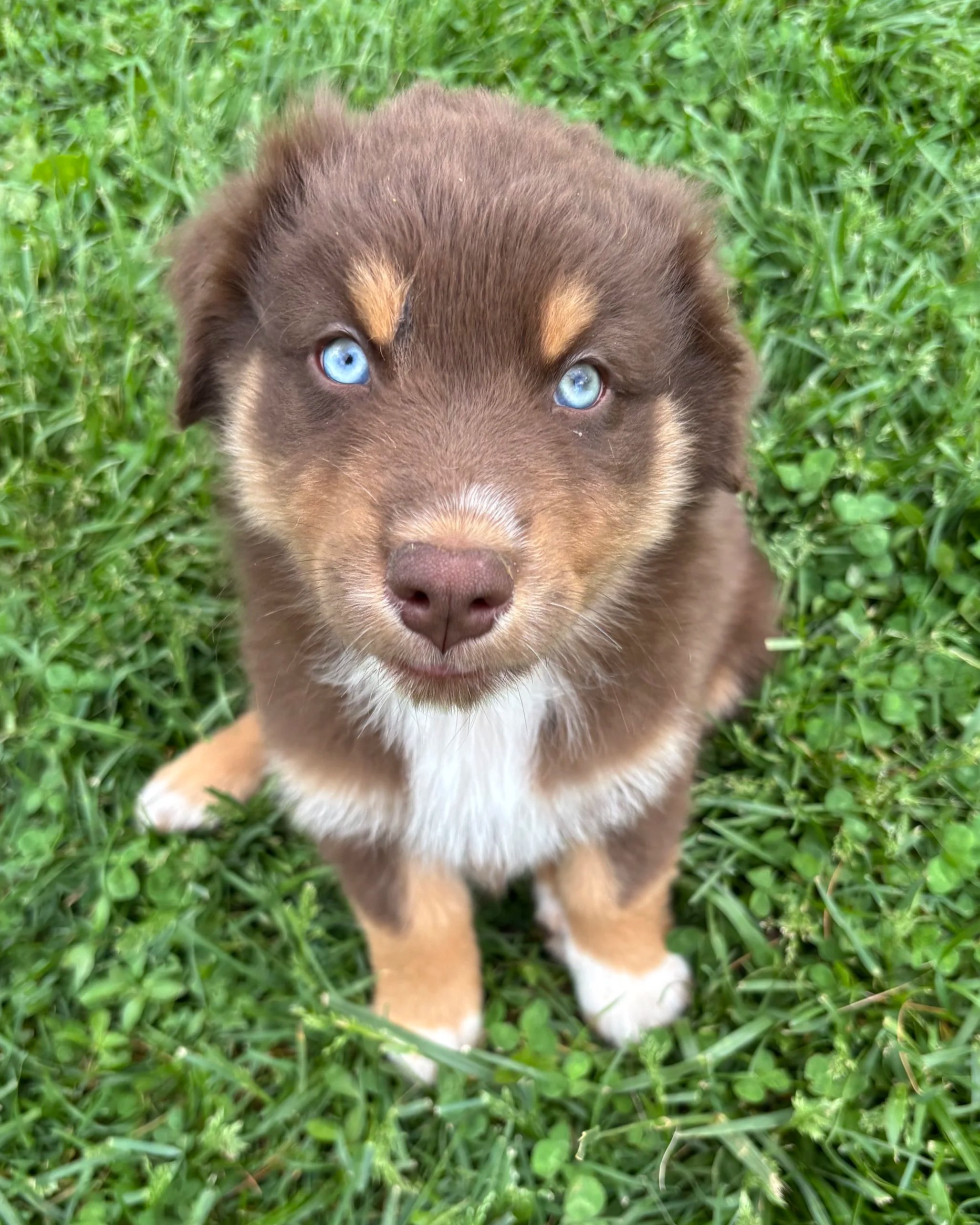 A cute brown puppy with blue eyes sitting on green grass, looking up at the camera. Australian Shepherd puppies for sale in Kentucky AKC Standard Size