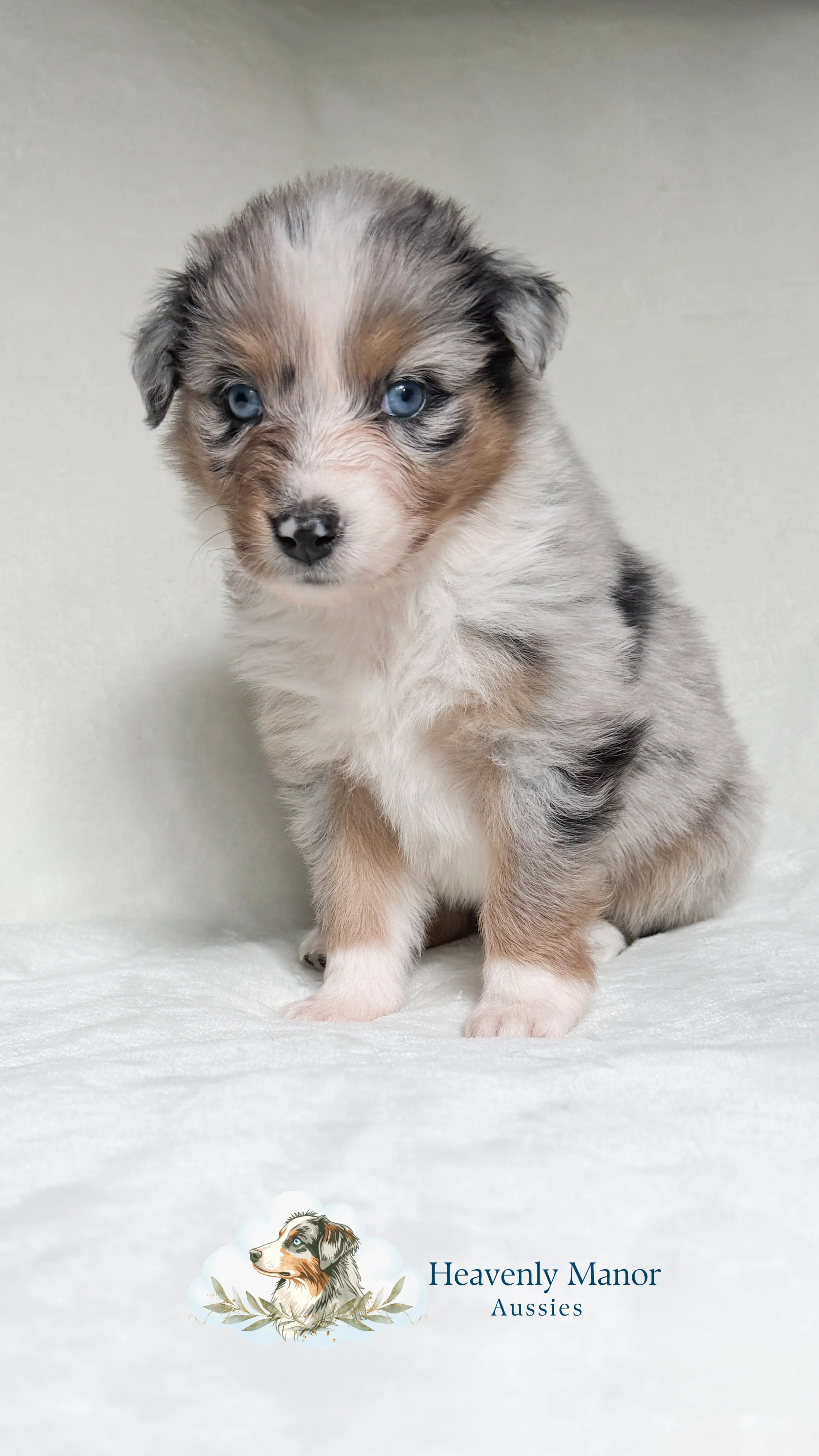 Willow (F) - Blue Merle