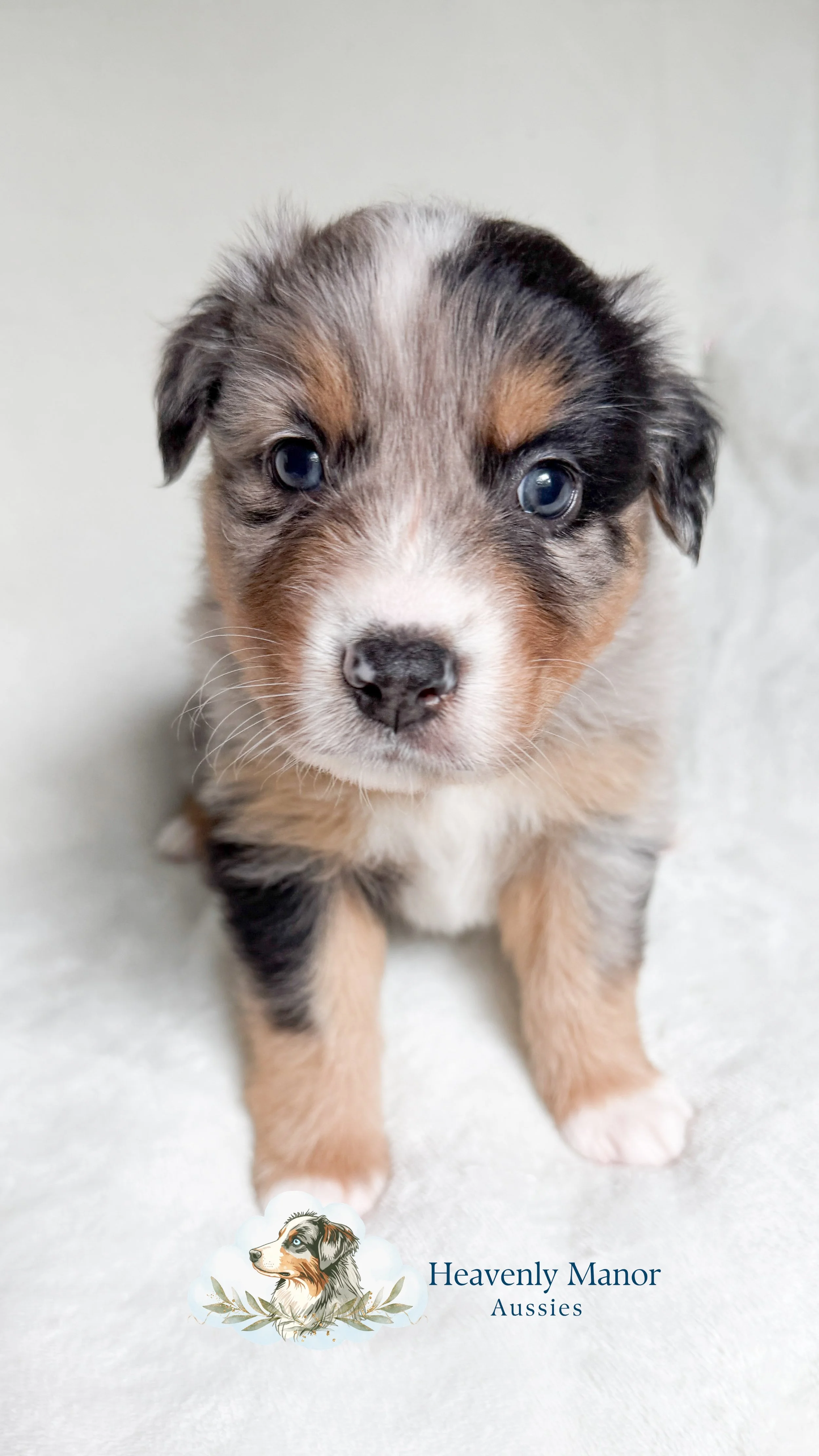 Scout 5 wks-1 2.jpg