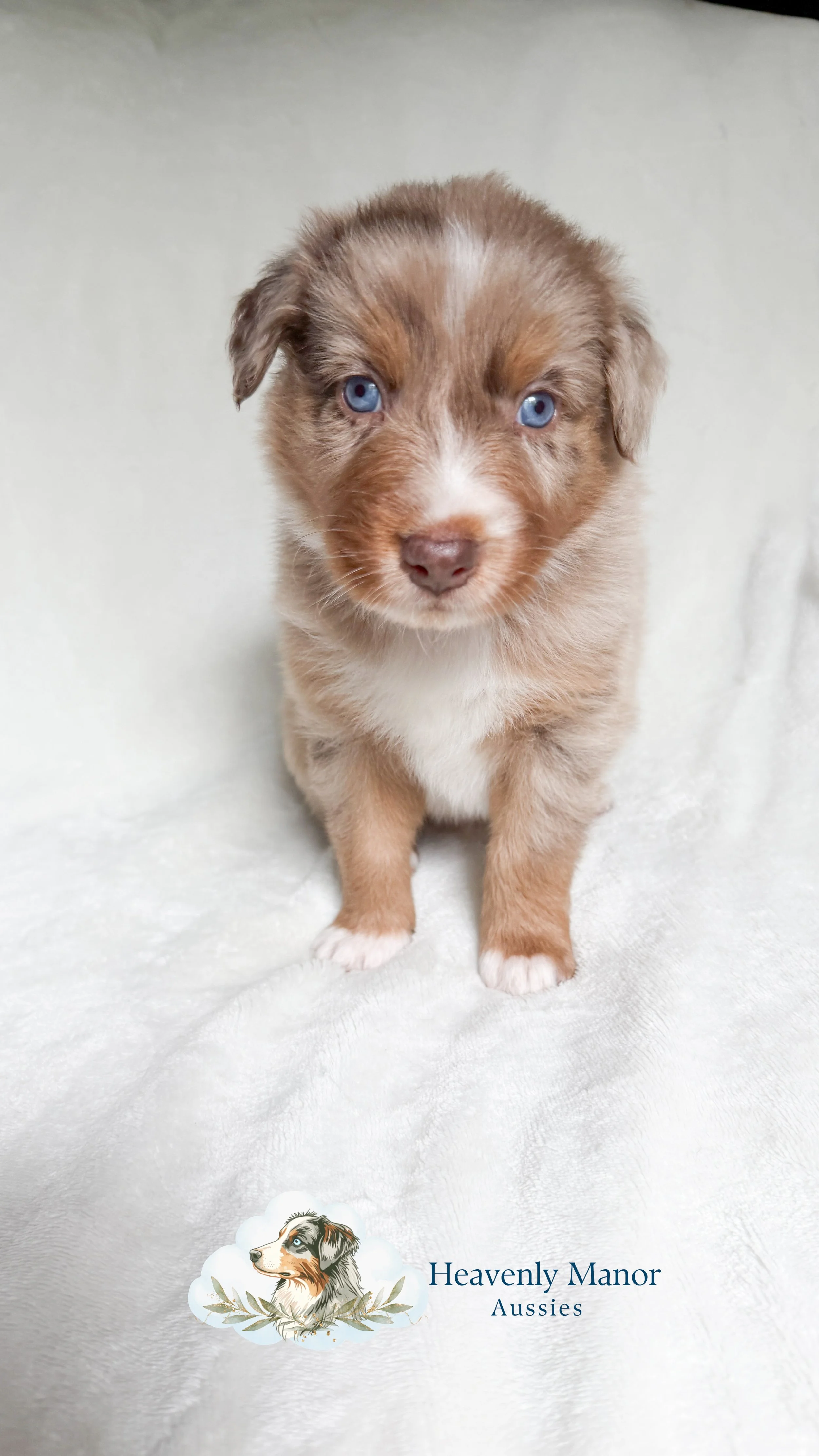 Maverick (M) - Red Merle 