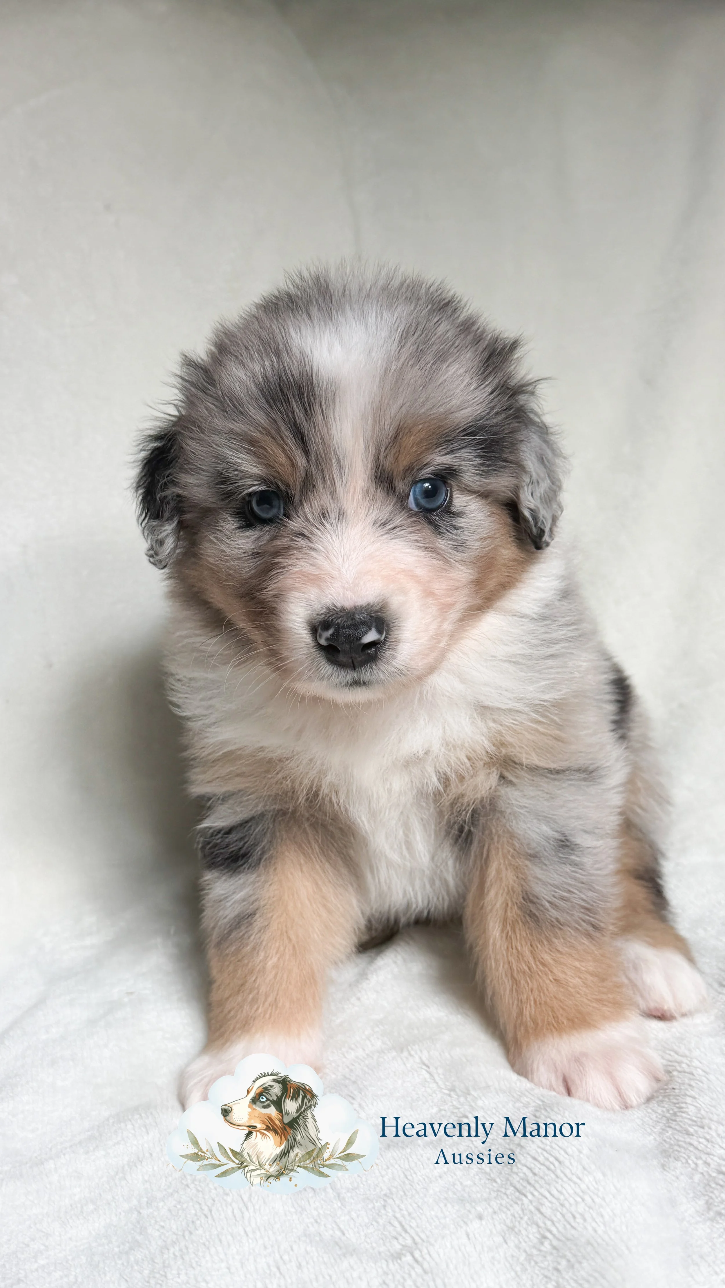 Bandit (M) - Blue Merle 