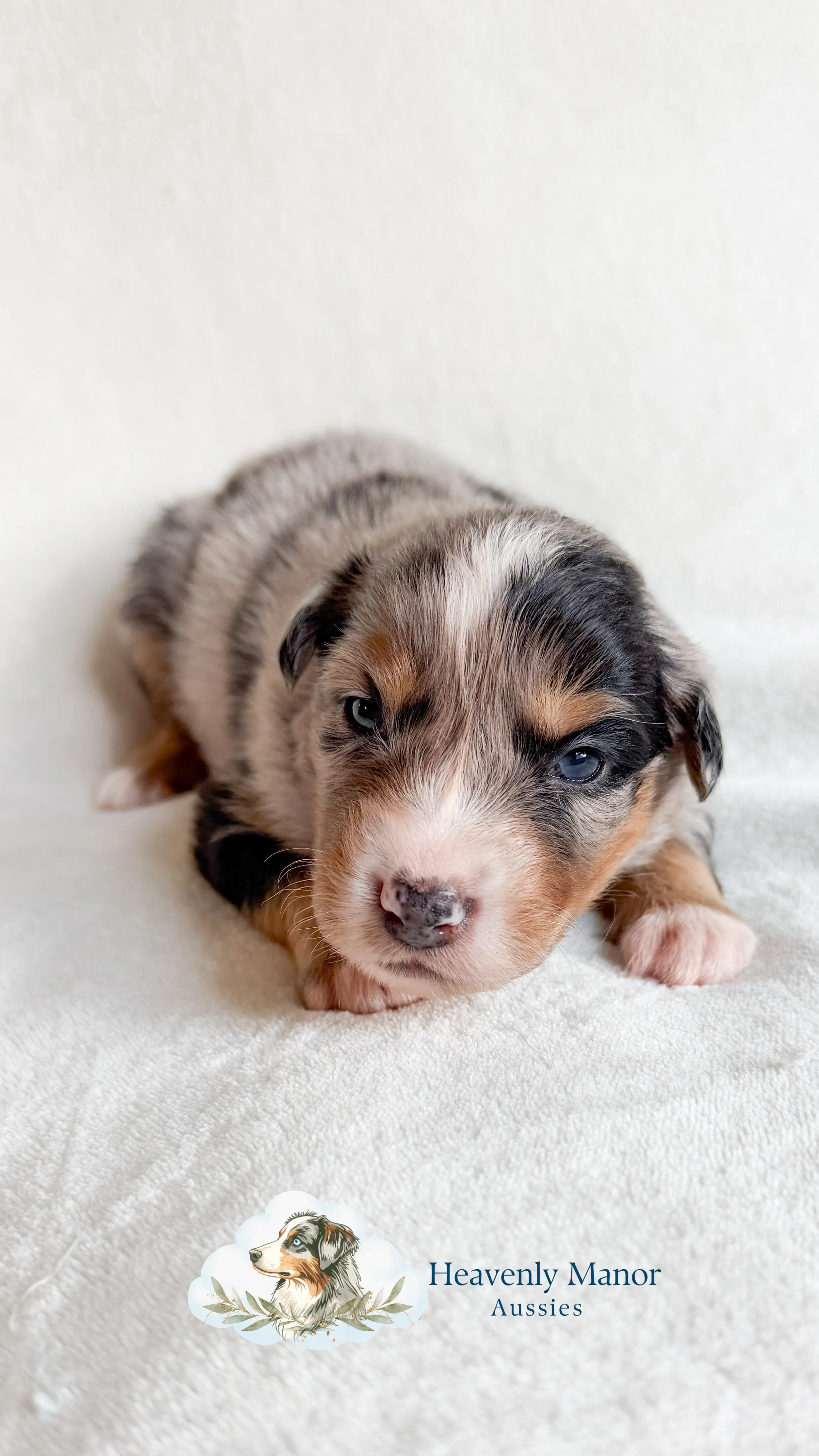 Puppies2026-10.JPG