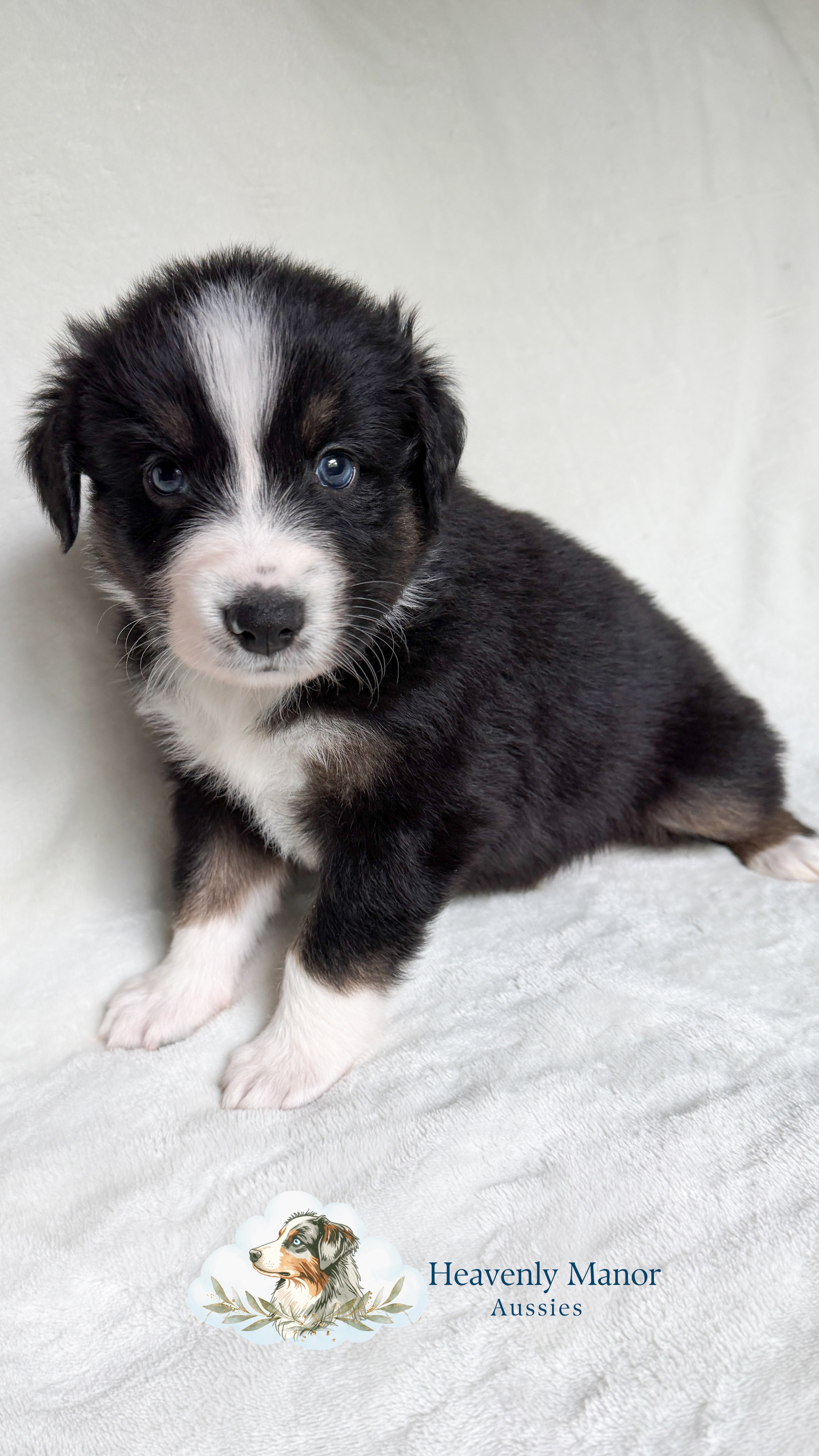 Duke - 4w5d
