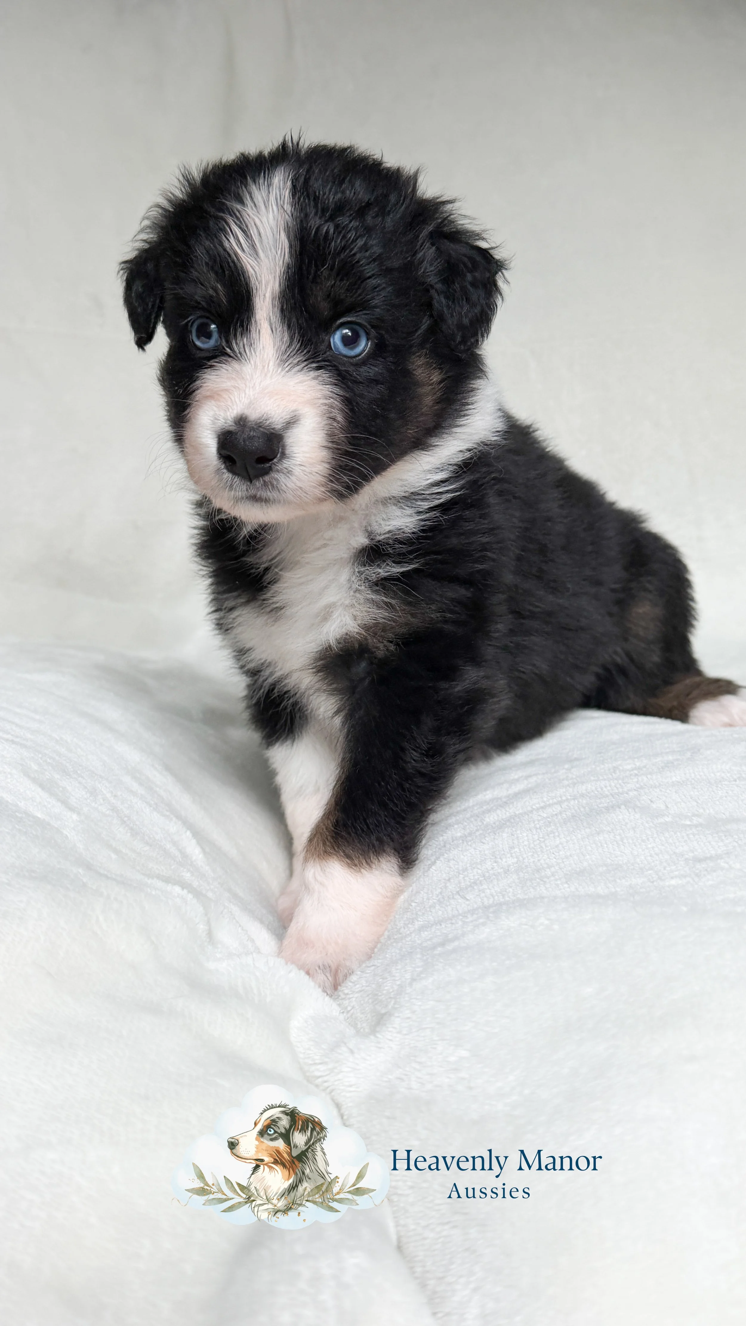 Mavis (F) - Black Tri 