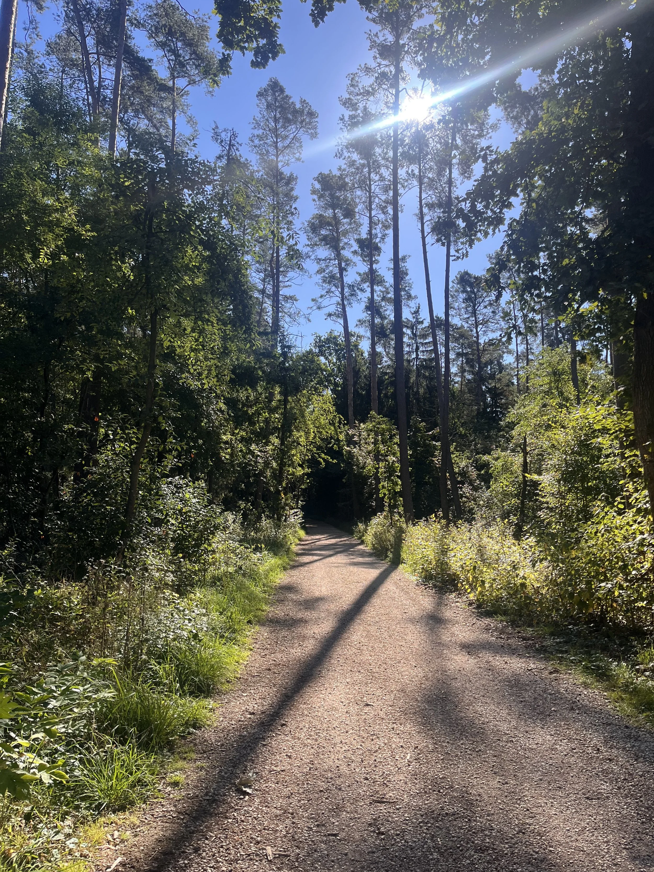 Waldweg mit Sonnenlicht, Bäume und blauer Himmel