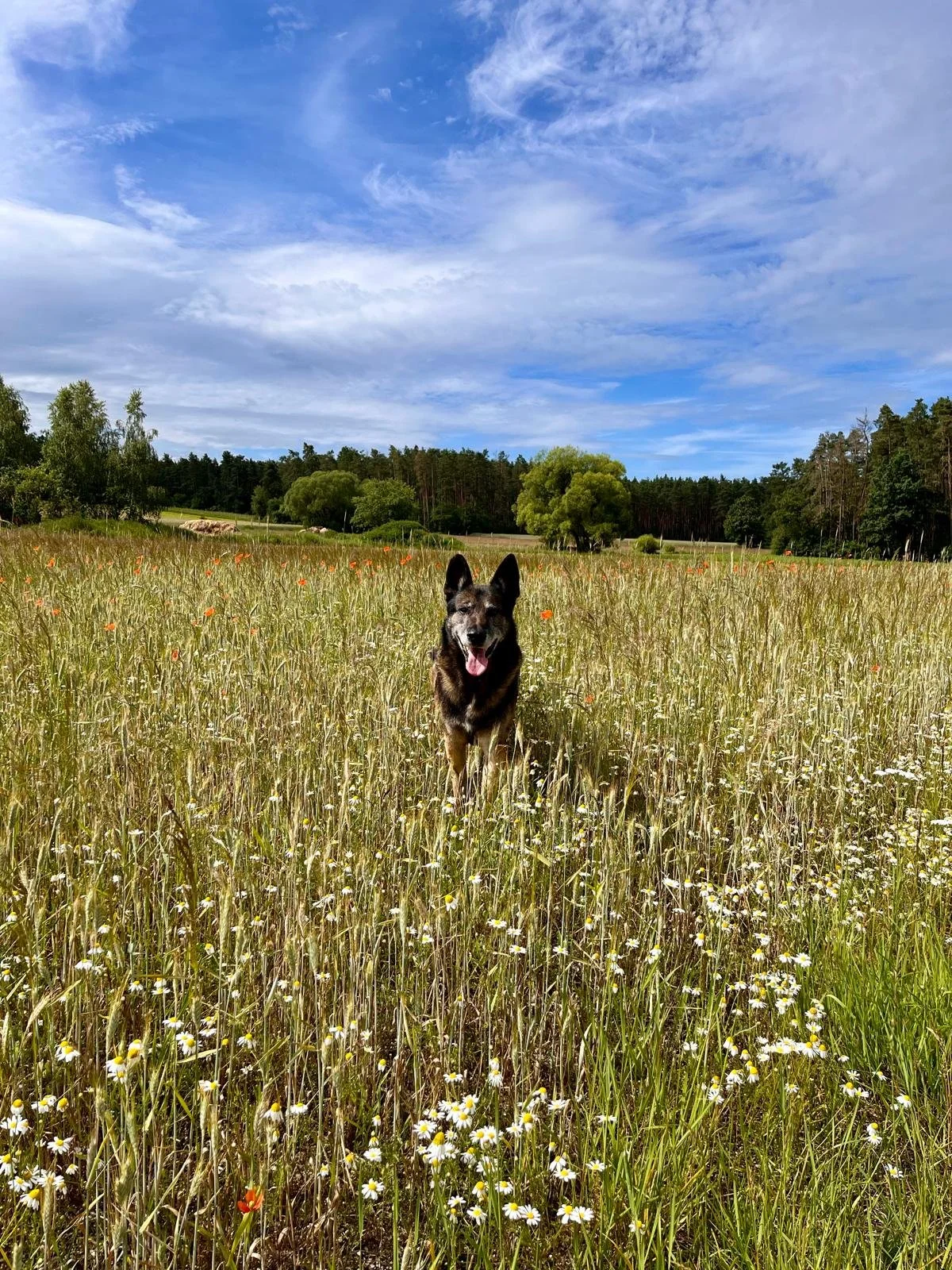 Ein Hund läuft in einem Weizenfeld unter einem blauen Himmel mit Wolken.
