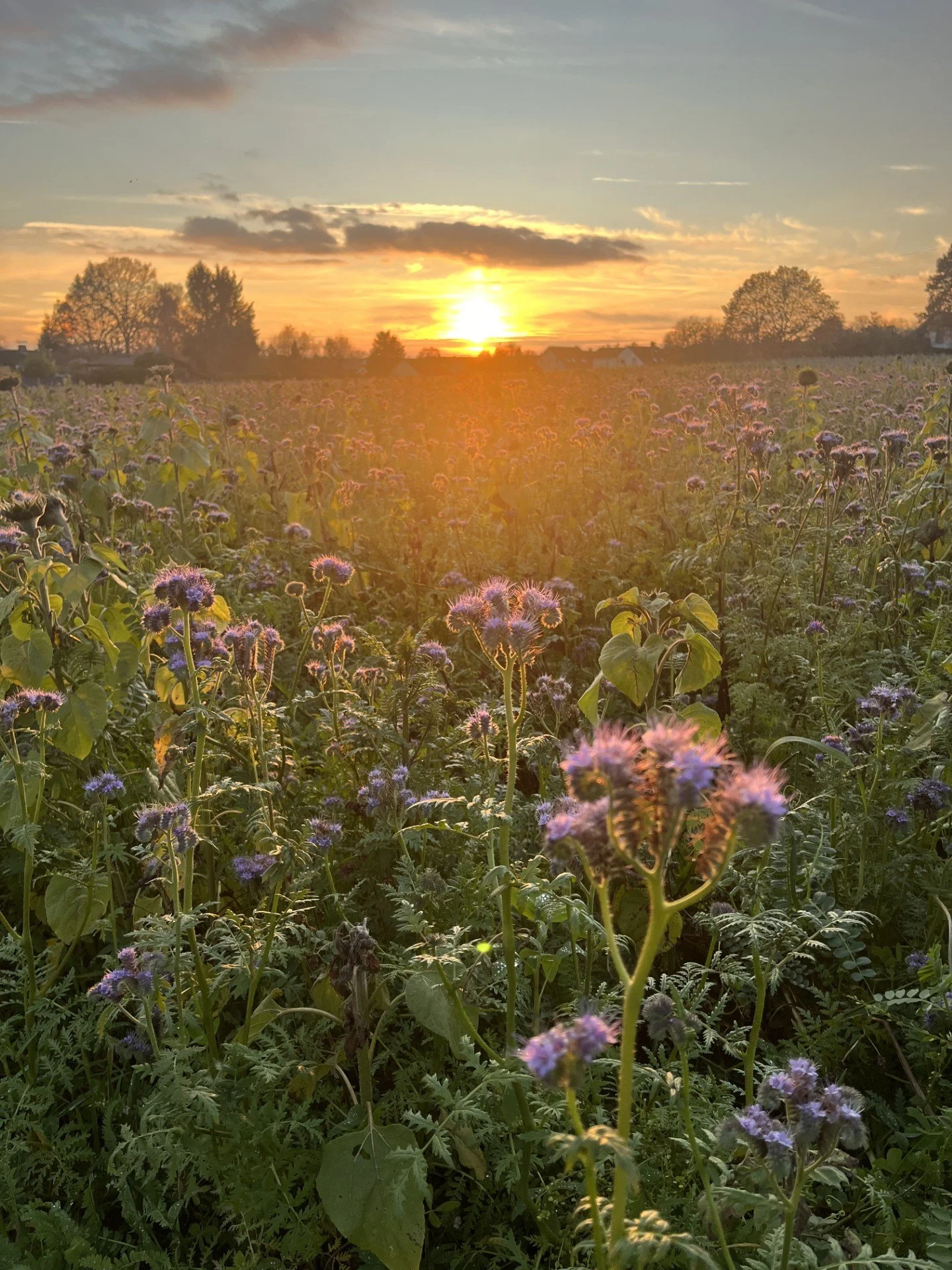 Ein Blumenfeld bei Sonnenuntergang mit violetten Blüten und Bäumen im Hintergrund.