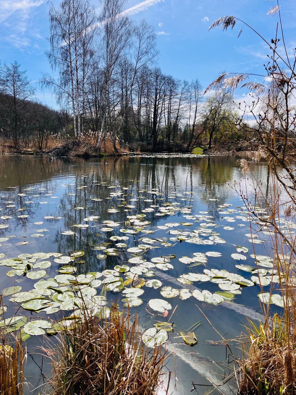 Ein ruhiger Teich mit Wasserlilien, umgeben von Bäumen und dank blauem Himmel klar sichtbar.