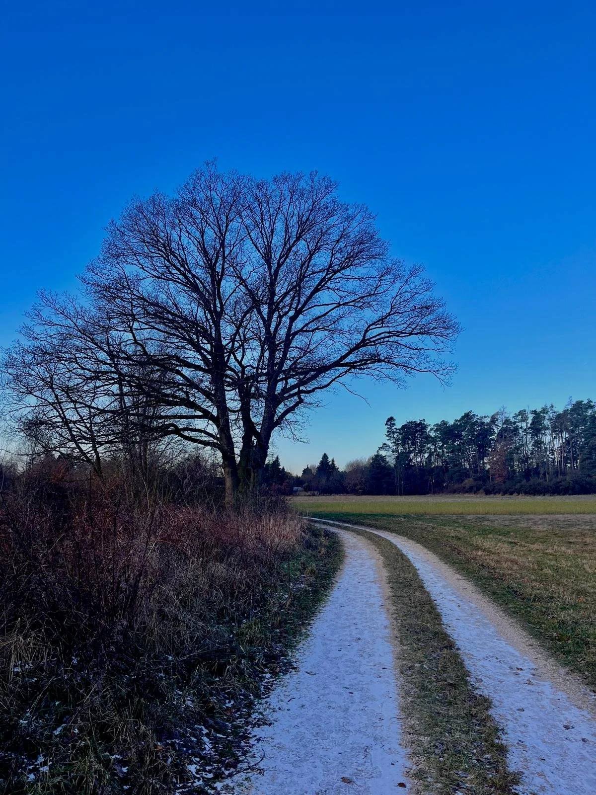 Ein Baum ohne Blätter neben einem verschneiten Weg in einer offenen Landschaft bei klarem blauen Himmel.