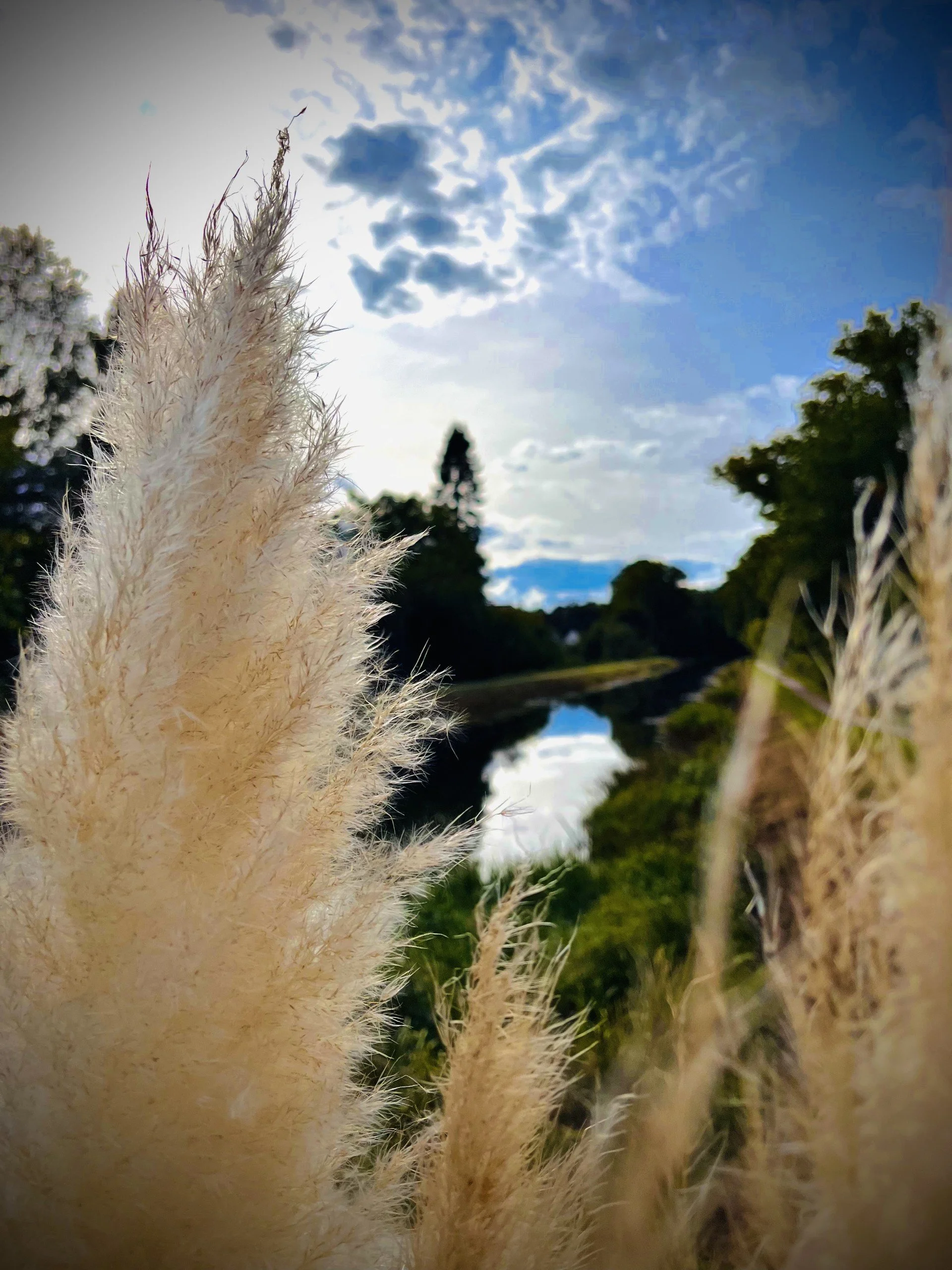Nahaufnahme von hellen, flauschigen Gräsern vor einem blauen Himmel mit Wolken und einem Wasserlauf im Hintergrund.