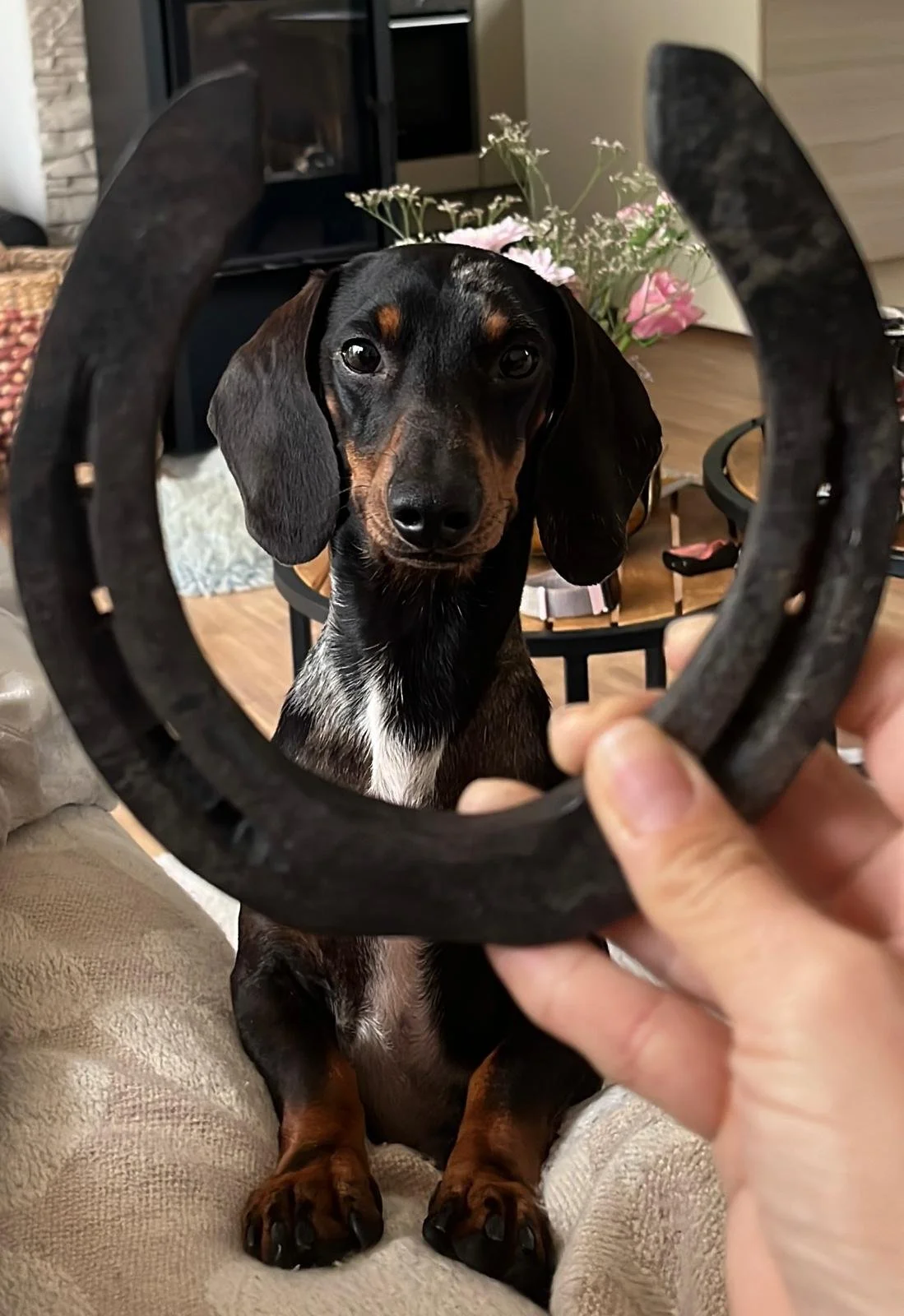 Ein Dobermann-Welpe sitzt auf einem gemütlichen beige farbigen Sitzmöbel und schaut in die Kamera. Im Vordergrund hält jemand eine runde Scheibe aus Gummi oder Gummi-ähnlichem Material, durch die das Hundegesicht sichtbar ist. Im Hintergrund stehen Blumen auf einem Tisch.