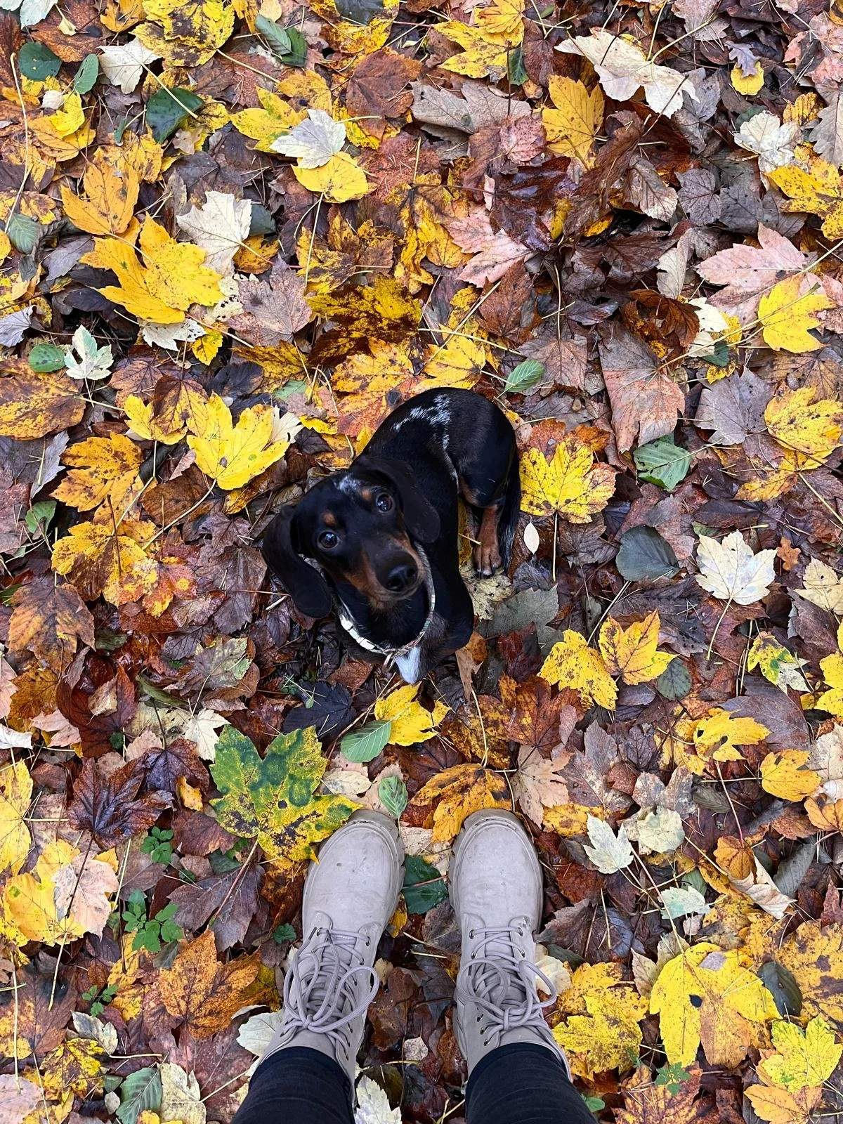 Ein Blick nach unten auf einen mit bunten Herbstblättern bedeckten Boden, auf dem Schuhe und ein niedliches schwarzes und braunes Hundewelpen stehen, der Blick richtet sich nach oben.