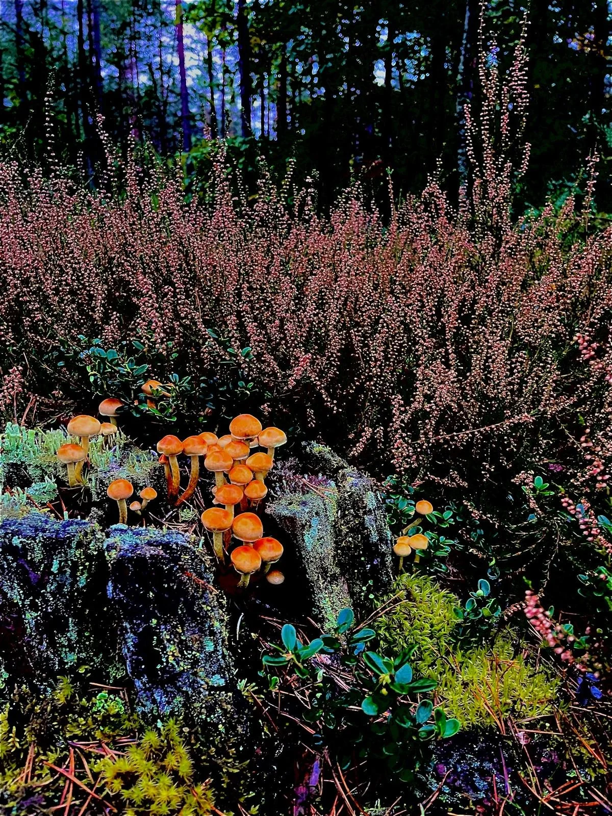 Ein Wald mit bunten Pilzen, blühenden Sträuchern und Moos bewachsenen Steinen bei Nacht mit leuchtenden Lichtern im Hintergrund.