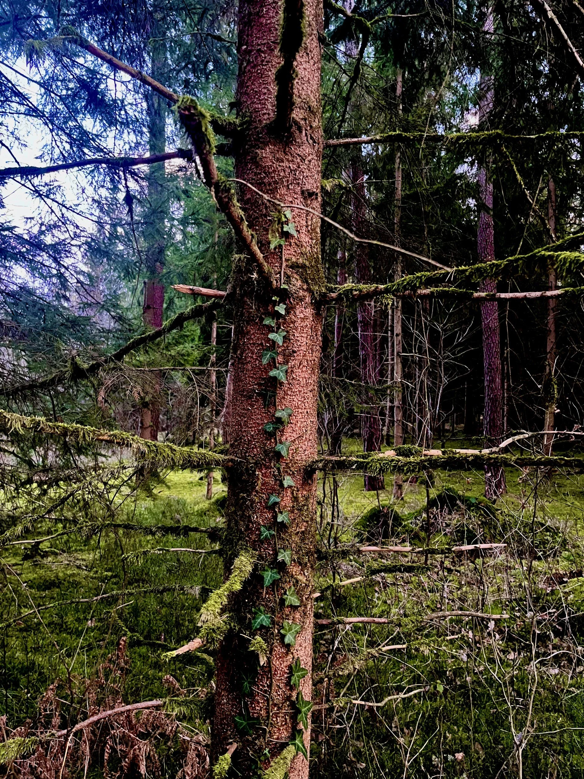 Ein Wald mit moosbedeckten Bäumen, Kletterpflanzen und einem grünen Moosboden