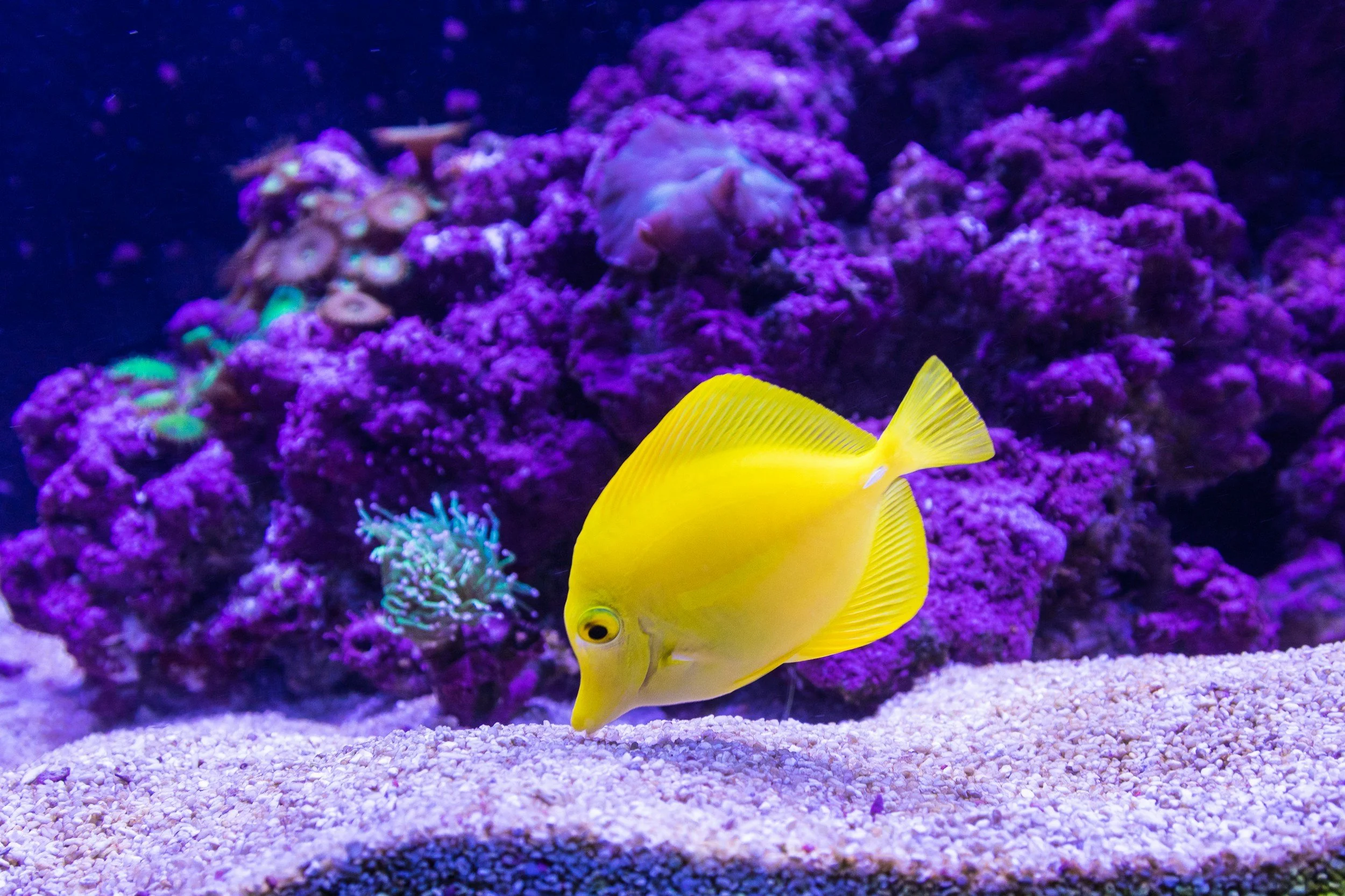 A yellow fish swimming in a vibrant coral reef with purple and green corals and soft corals in the background.
