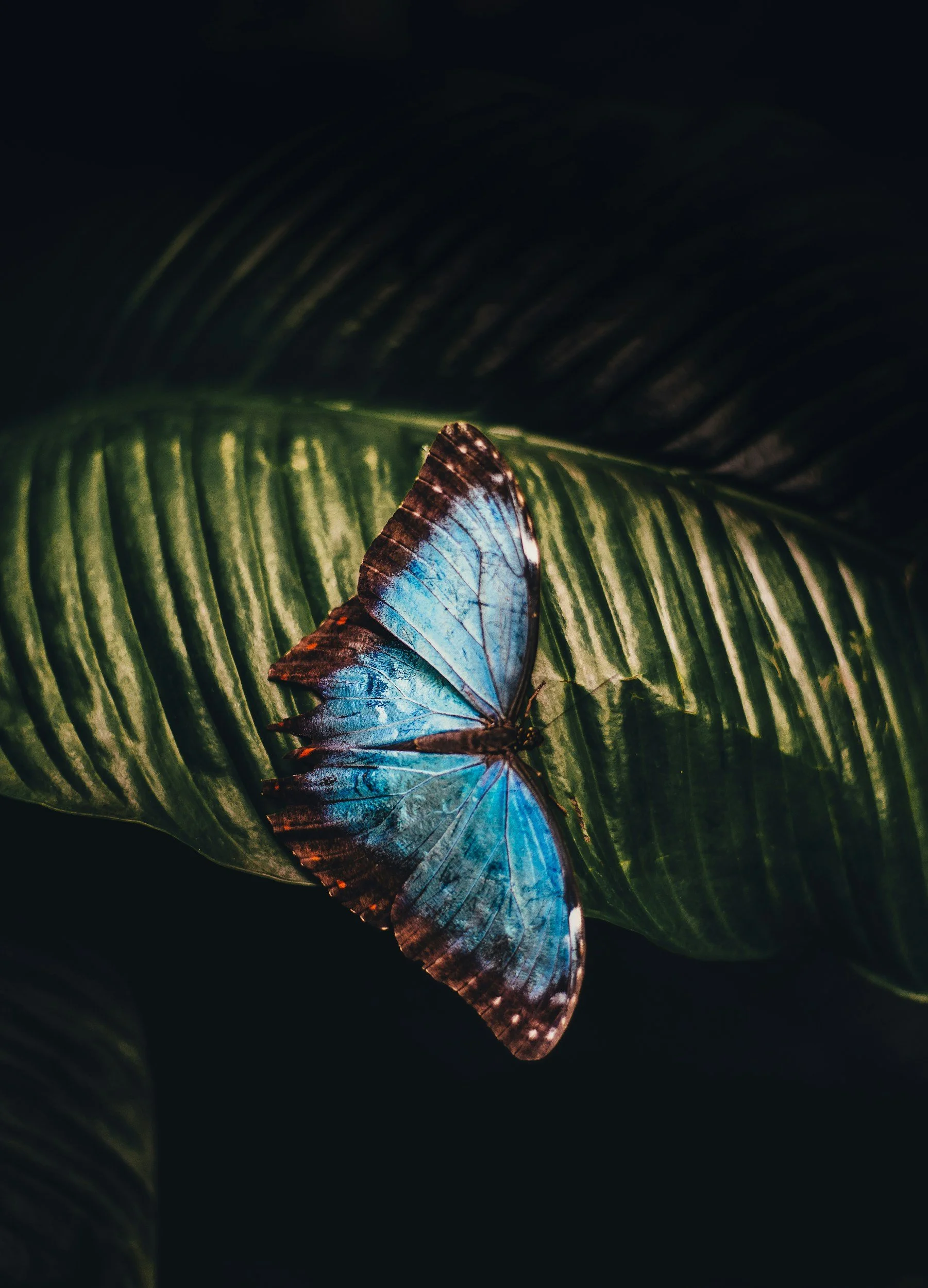 Close-up of a blue morpho butterfly resting on a large green leaf with dark background.
