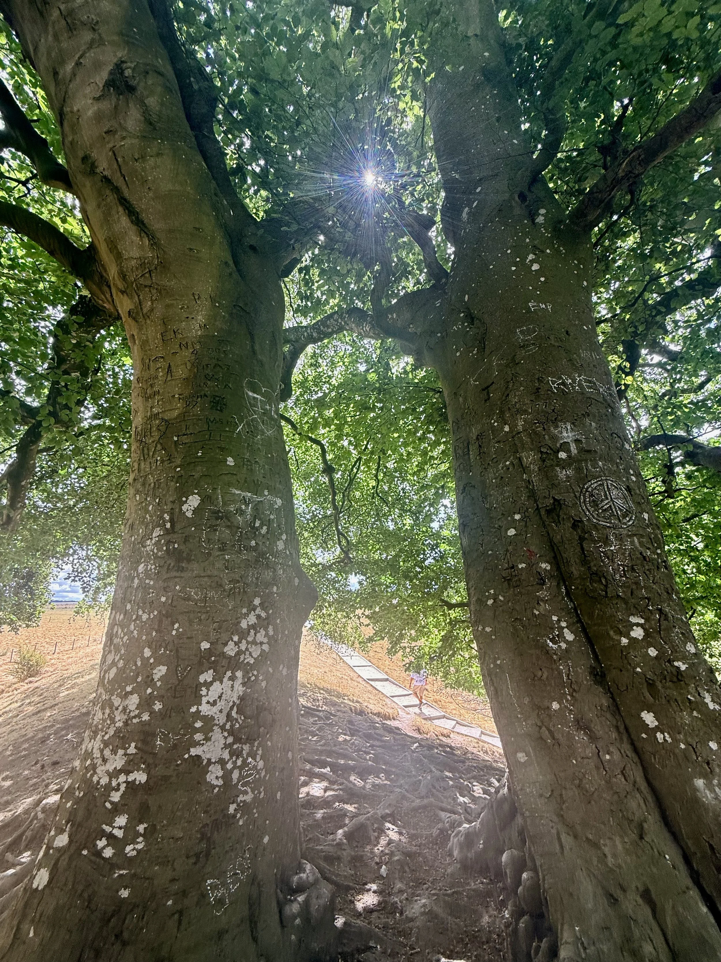 Two large trees with carved initials and symbols on their trunks, seen from ground level looking upward through the branches and leaves against the sky, with a person walking along a path in the background.