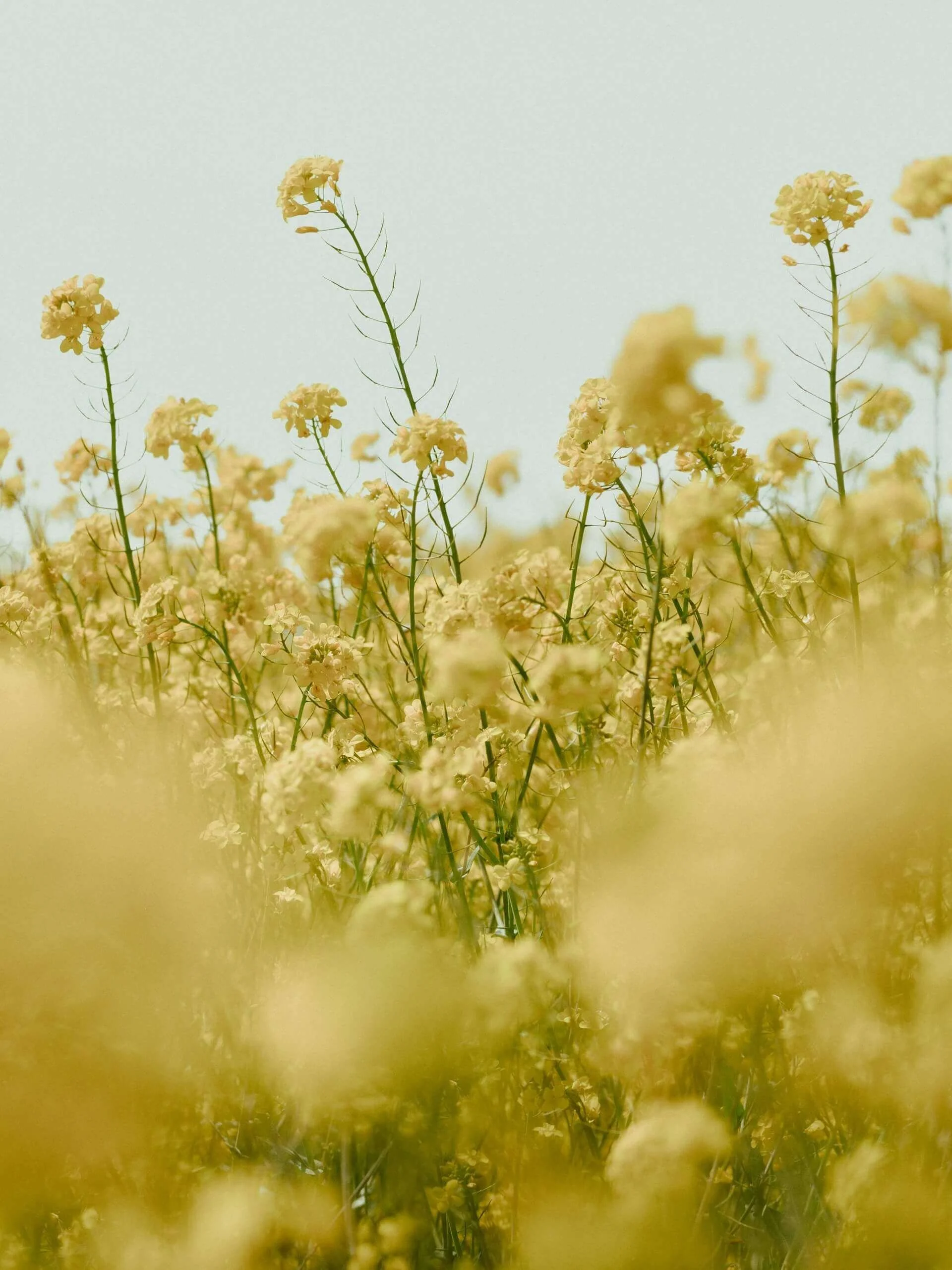 The Impact of Emotional Exhaustion on Energy Levels