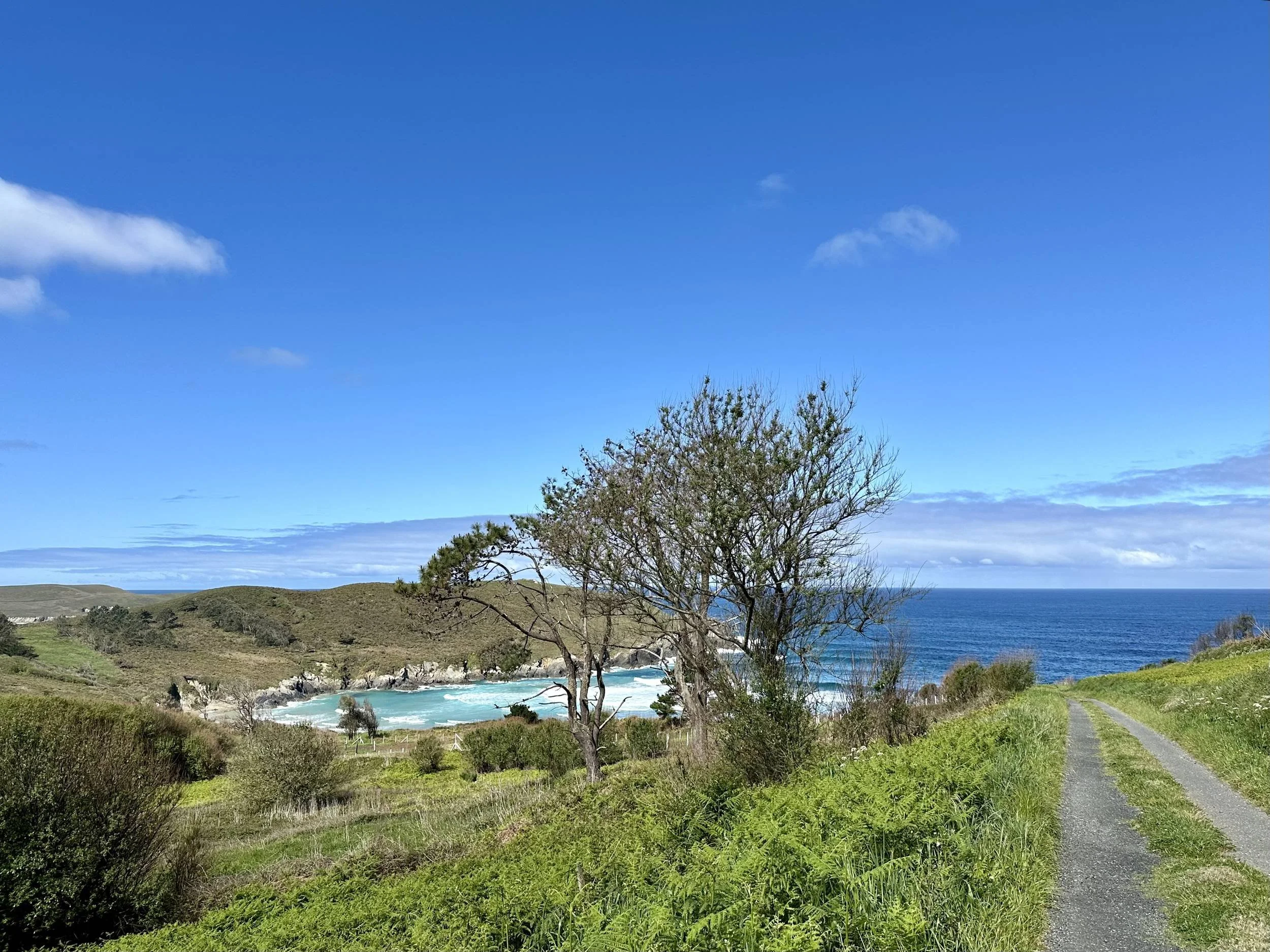 Gravel country road winding through green fern fields and coastal trees toward a pristine turquoise bay under a clear blue sky in Galicia, photographed by Seña Studio.