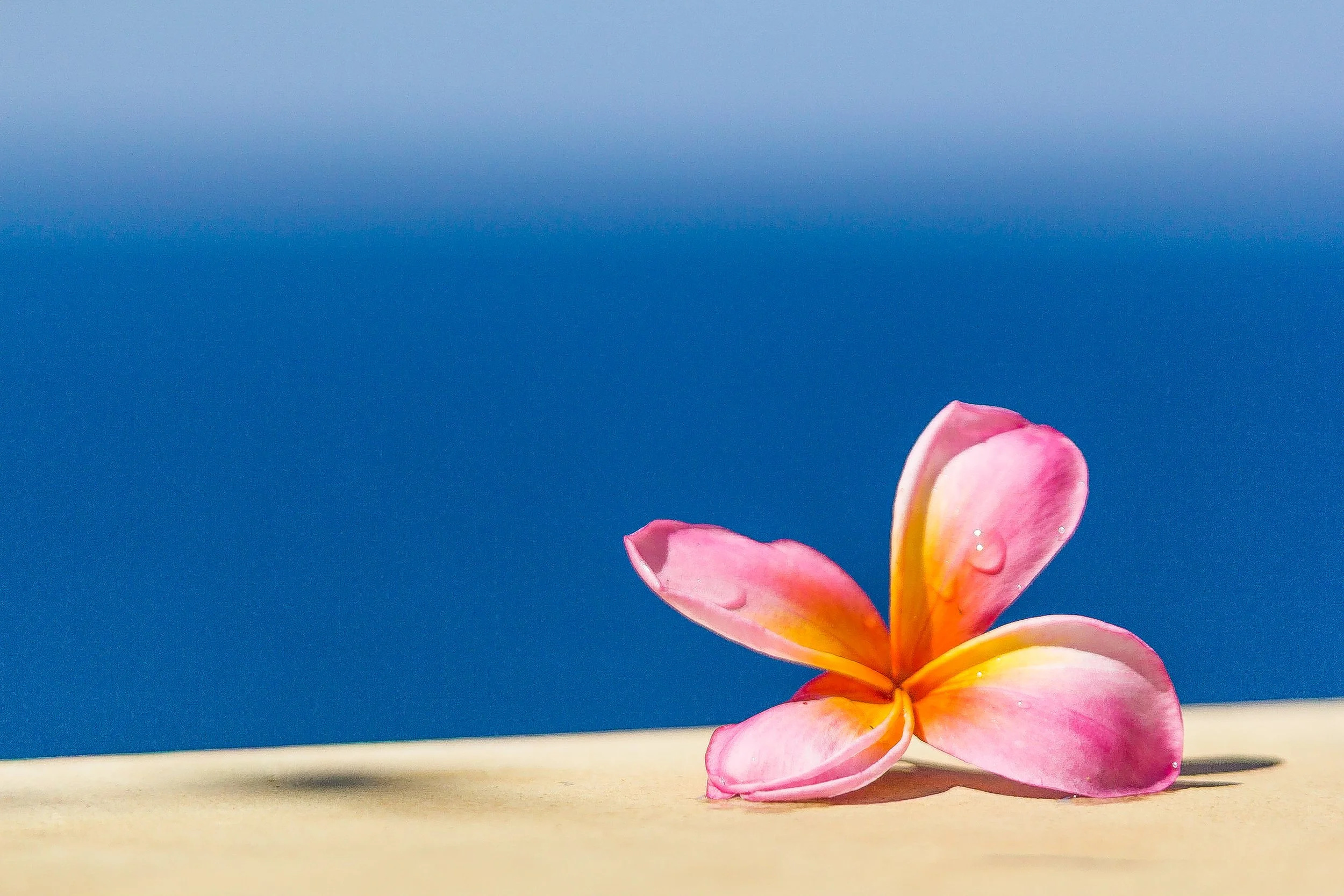 Close-up shot of a delicate pink and yellow plumeria flower with water droplets resting on a stone ledge against a deep blue sea background, photographed by Seña Studio.