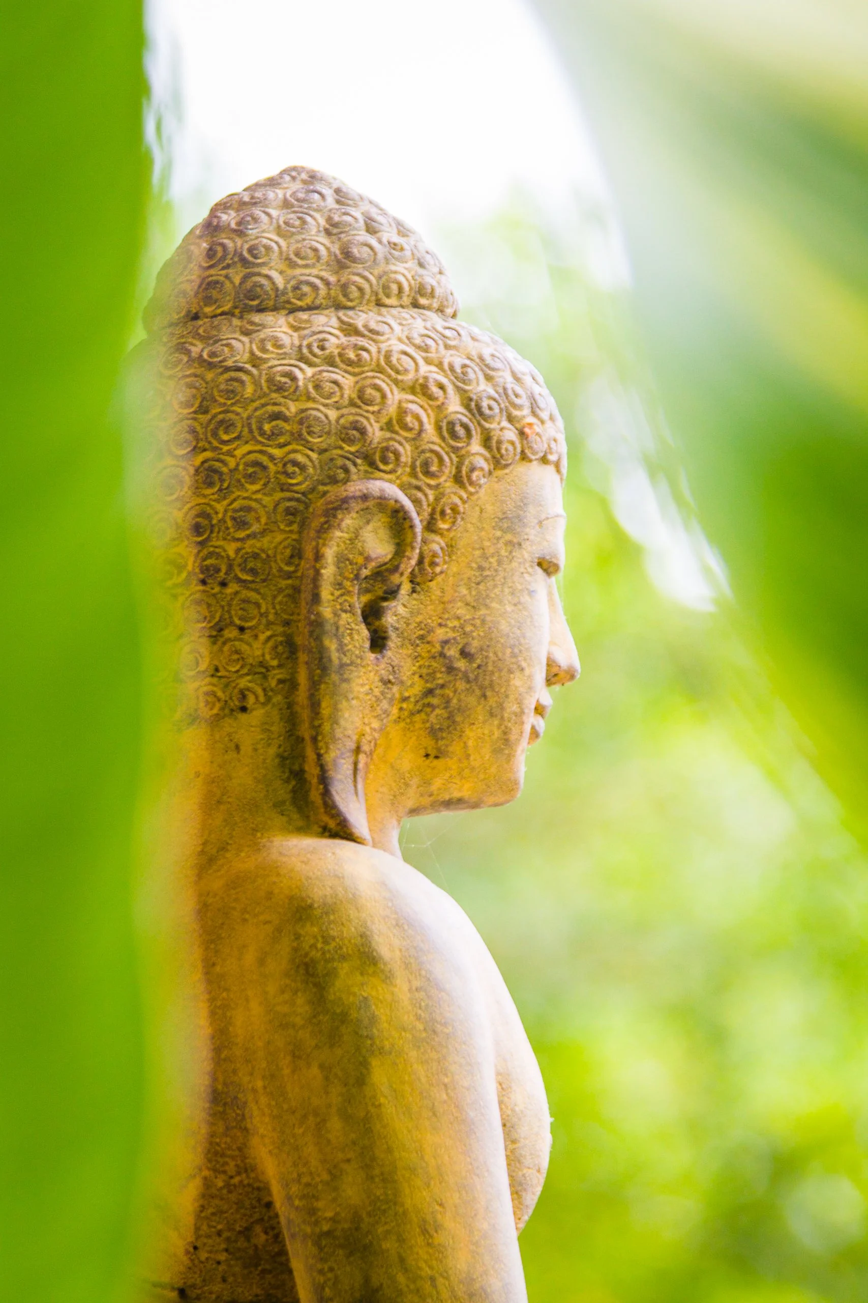 Profile view of a serene carved stone Buddha head statue framed by lush green tropical leaves in soft natural light, photographed by Seña Studio.