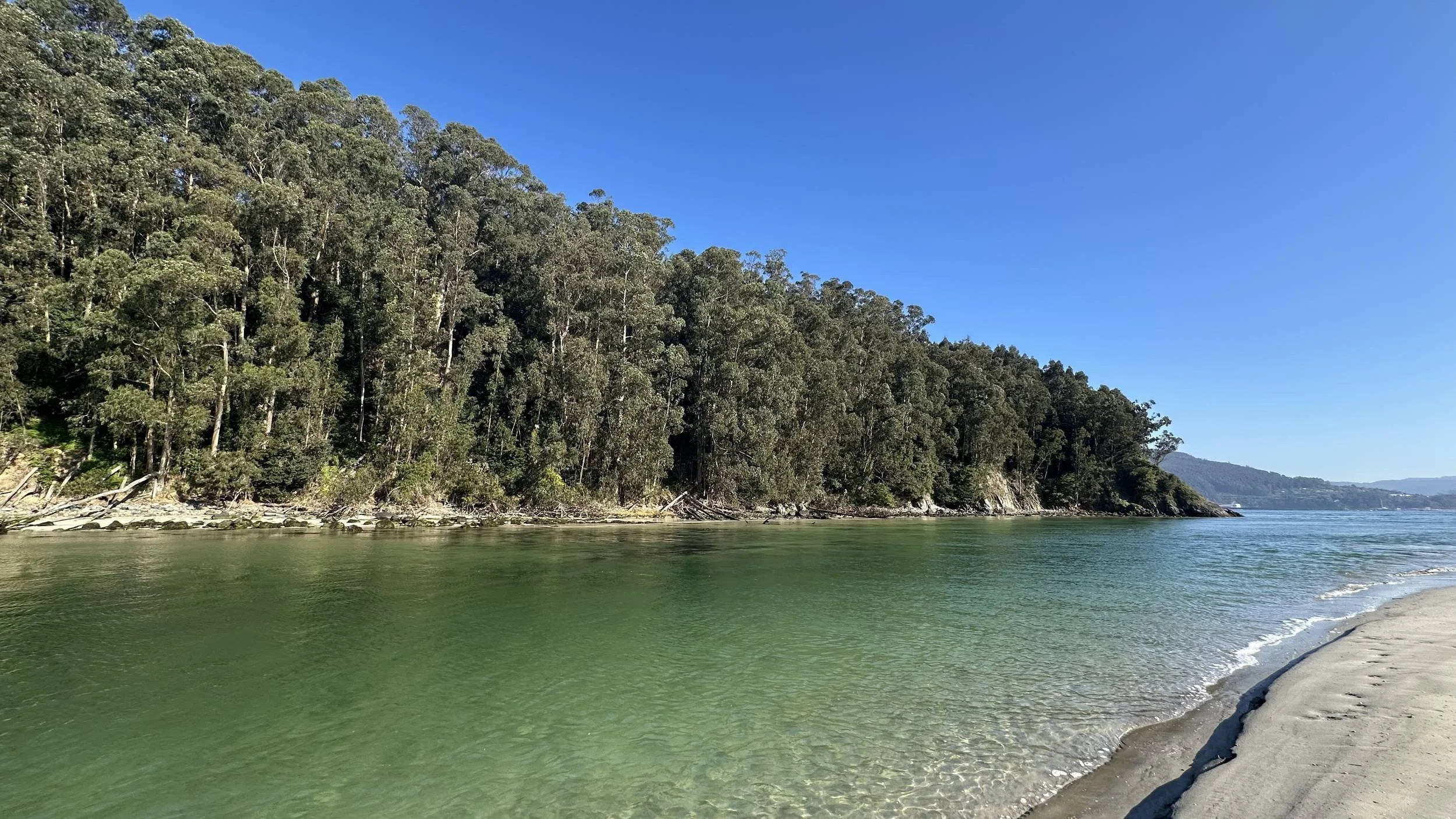 Wide shot of a quiet sandy beach meeting clear, shallow green ocean water bordered by a dense pine and eucalyptus forest along the Galician coast, photographed by Seña Studio.