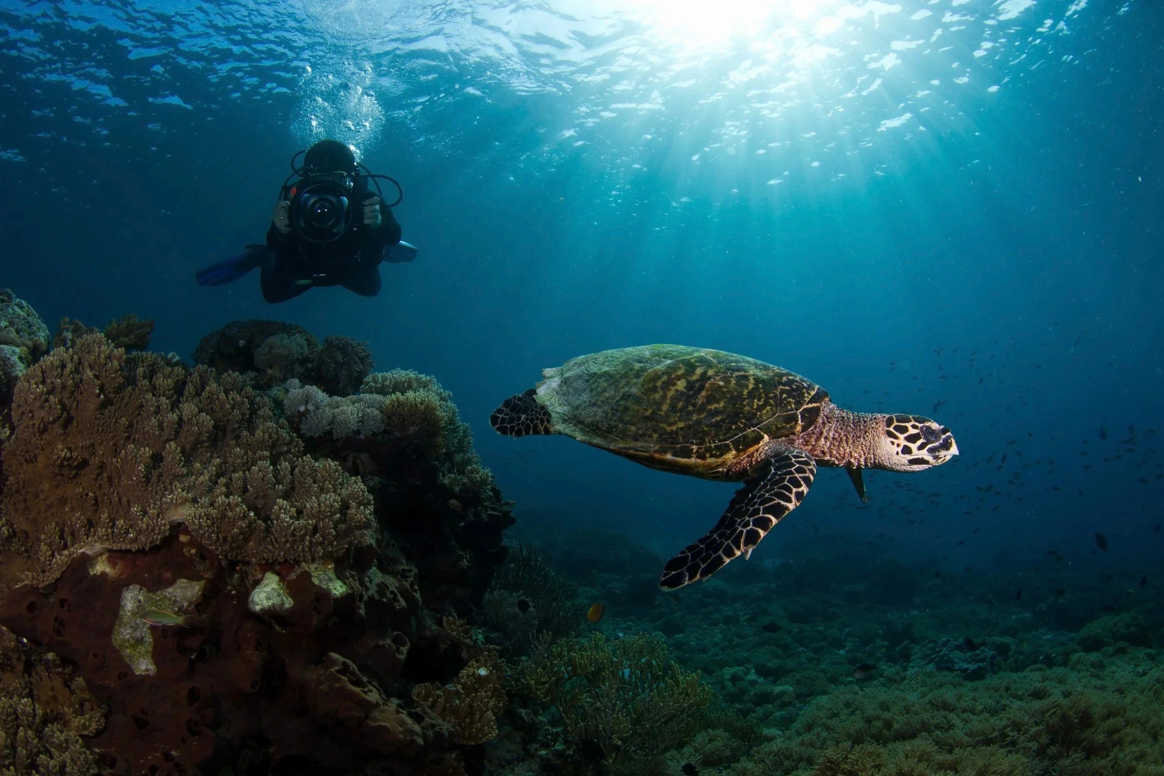 Underwater photographer Valérie Derbaudrenghien taking a photo of a sea turtle near a coral reef