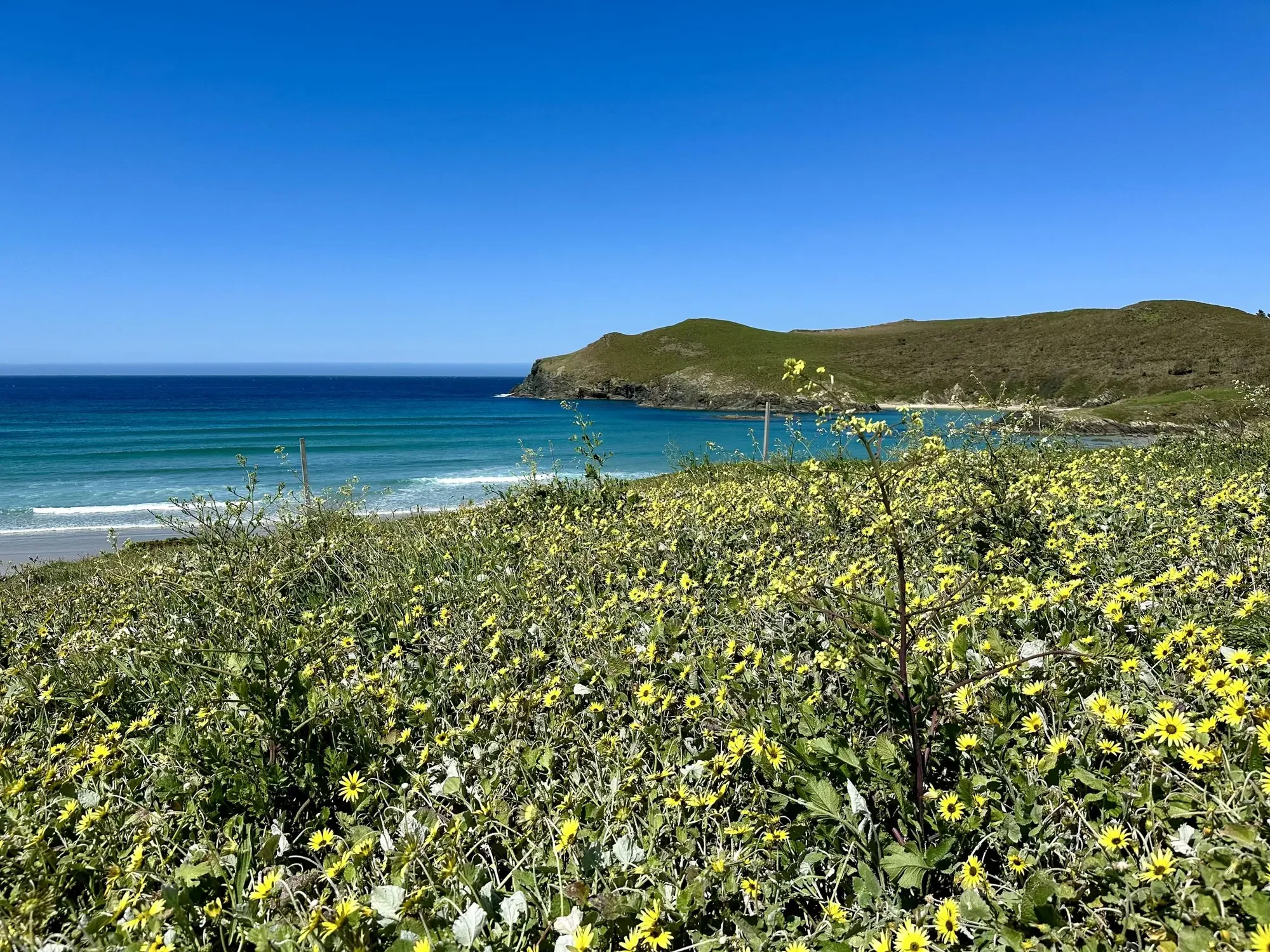 Field of bright yellow spring wildflowers in full bloom overlooking a secluded turquoise ocean cove and rolling green headlands in Northern Galicia, photographed by Seña Studio.