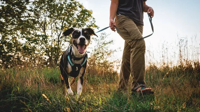 Private Dog Walk