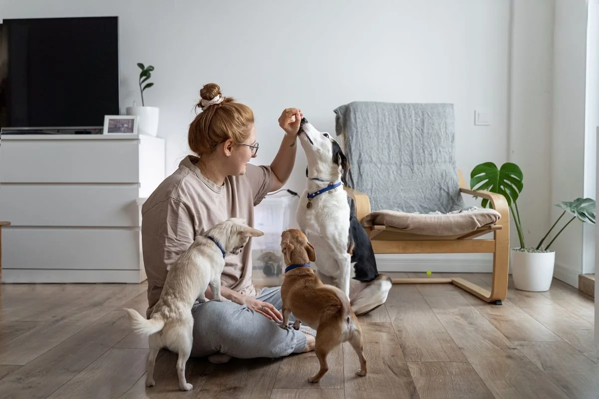 Canine Care Drop-In