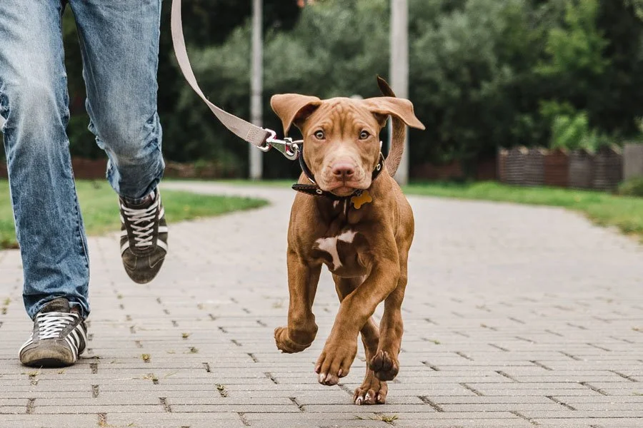 Puppy Pop-In