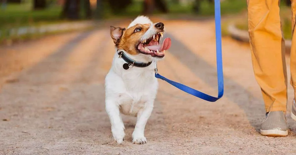 Structured Dog Walk