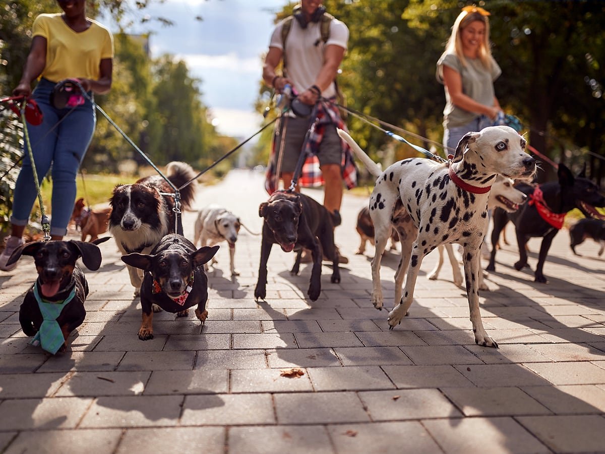 Pack Walk