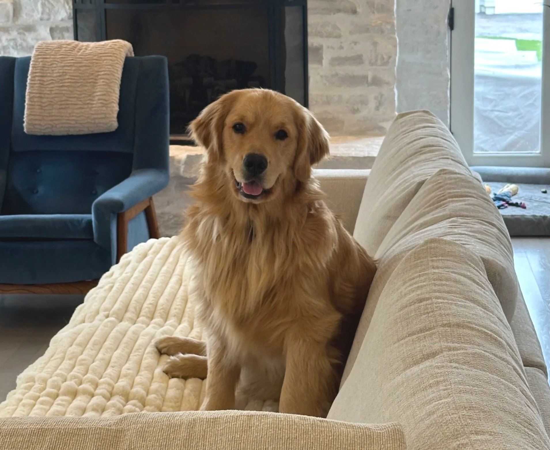 gussie-golden-retriever-on-couch