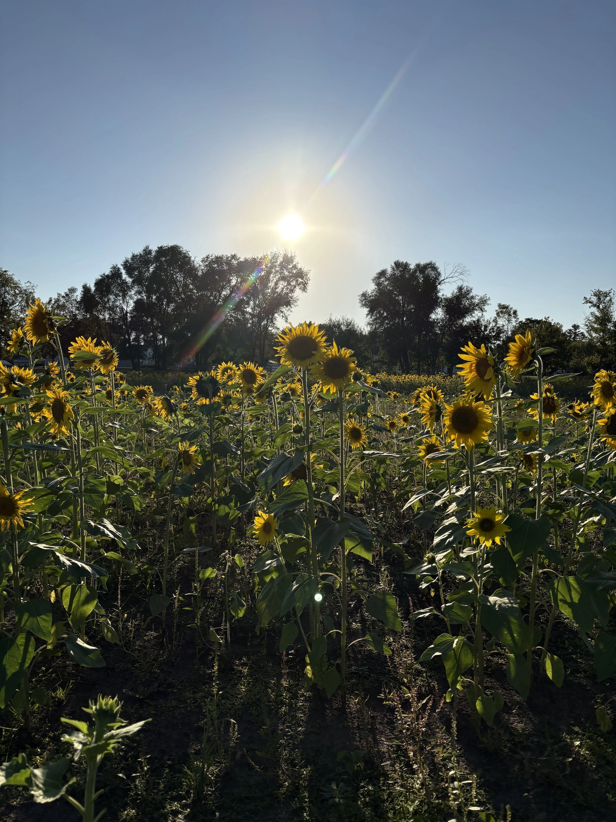 Sunflower2.jpeg