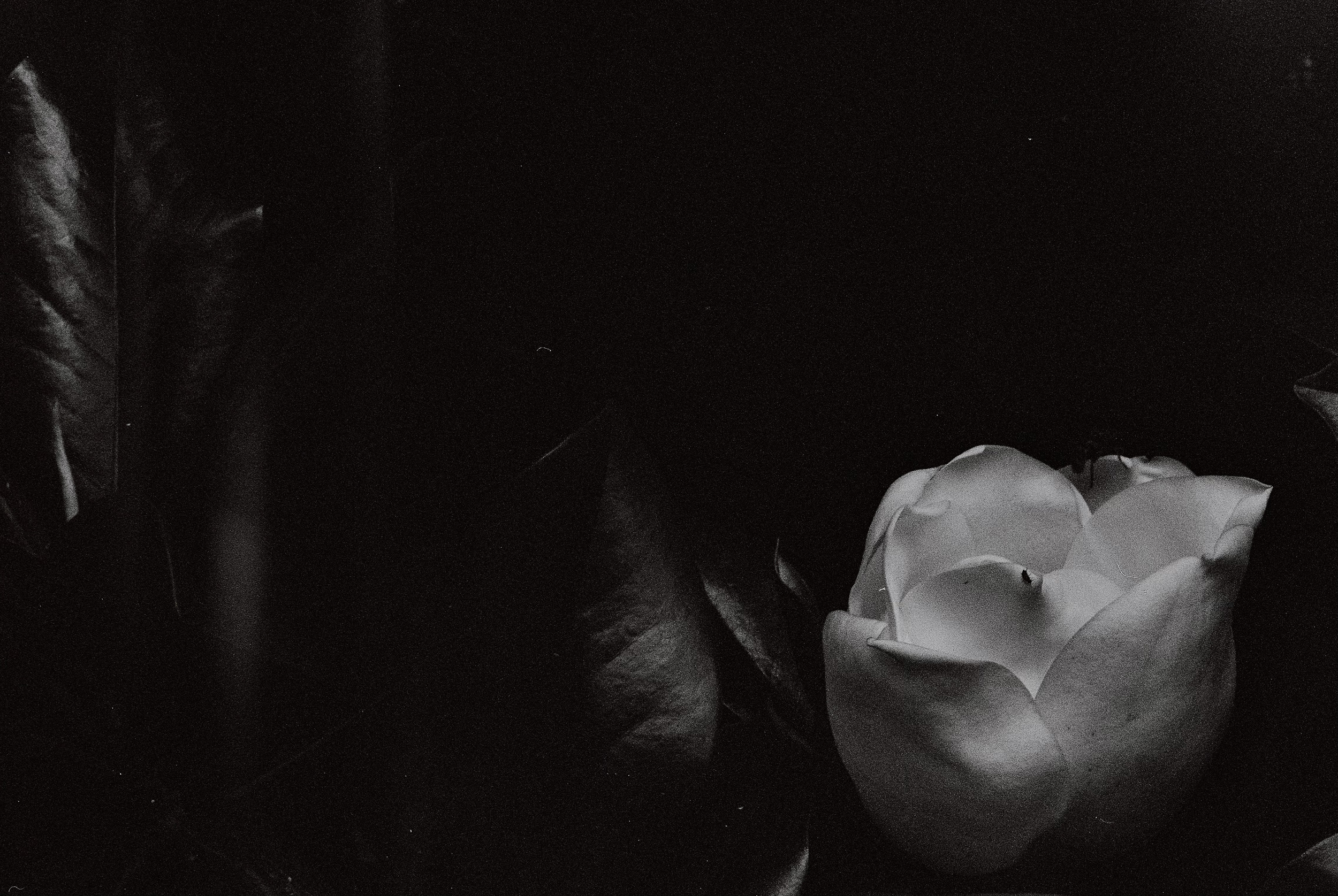 Magnolia