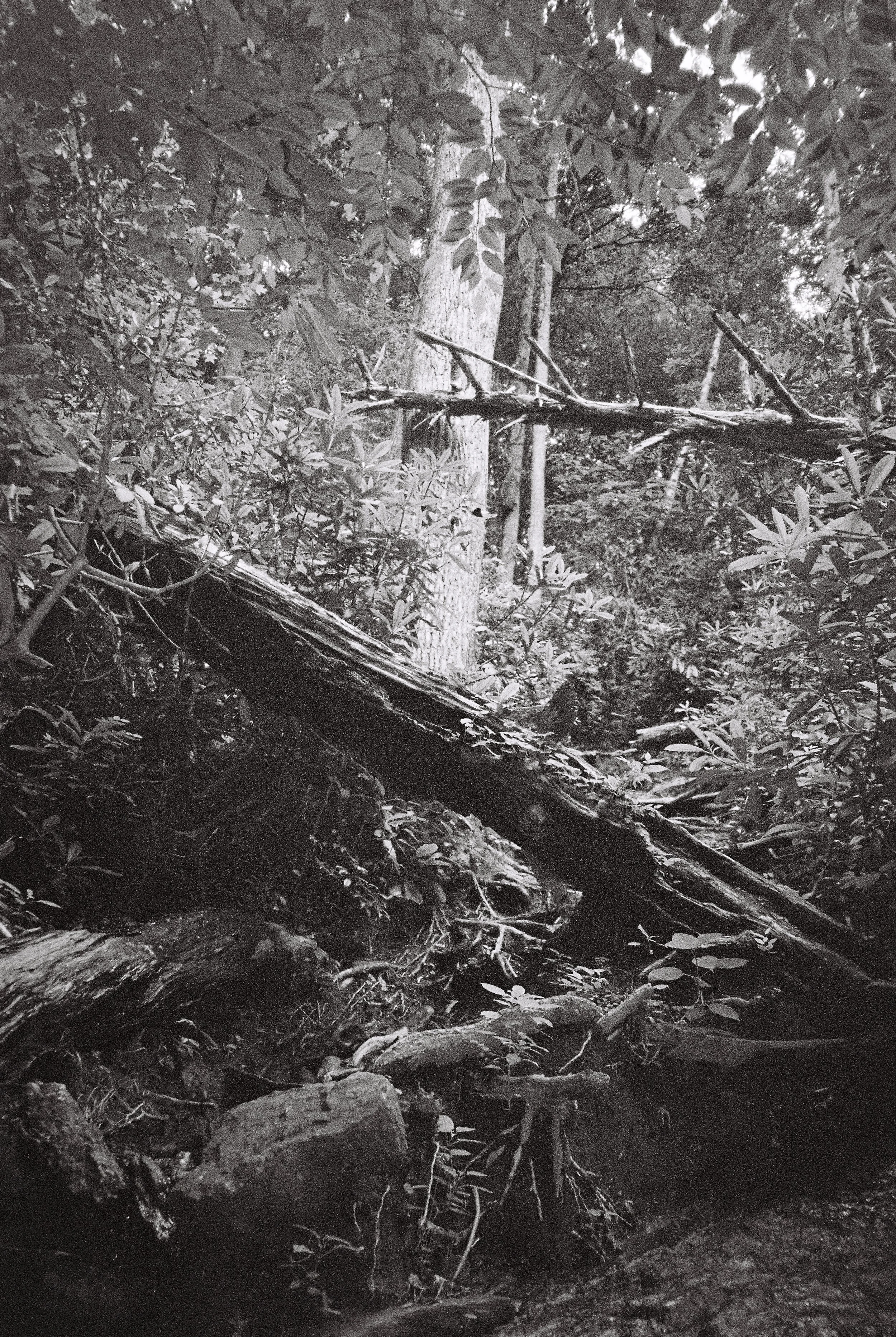 Blocked Path