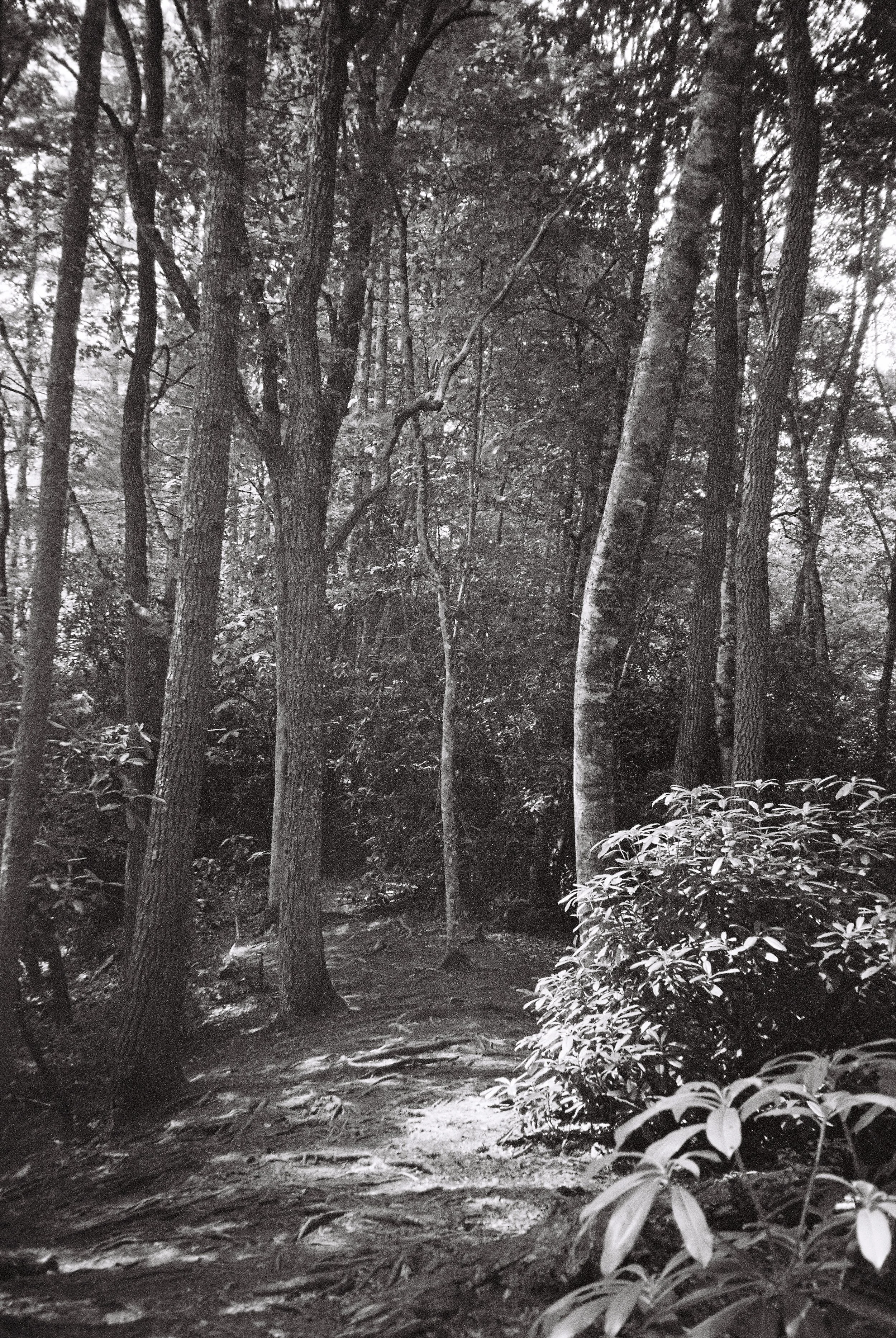 Follow The Path