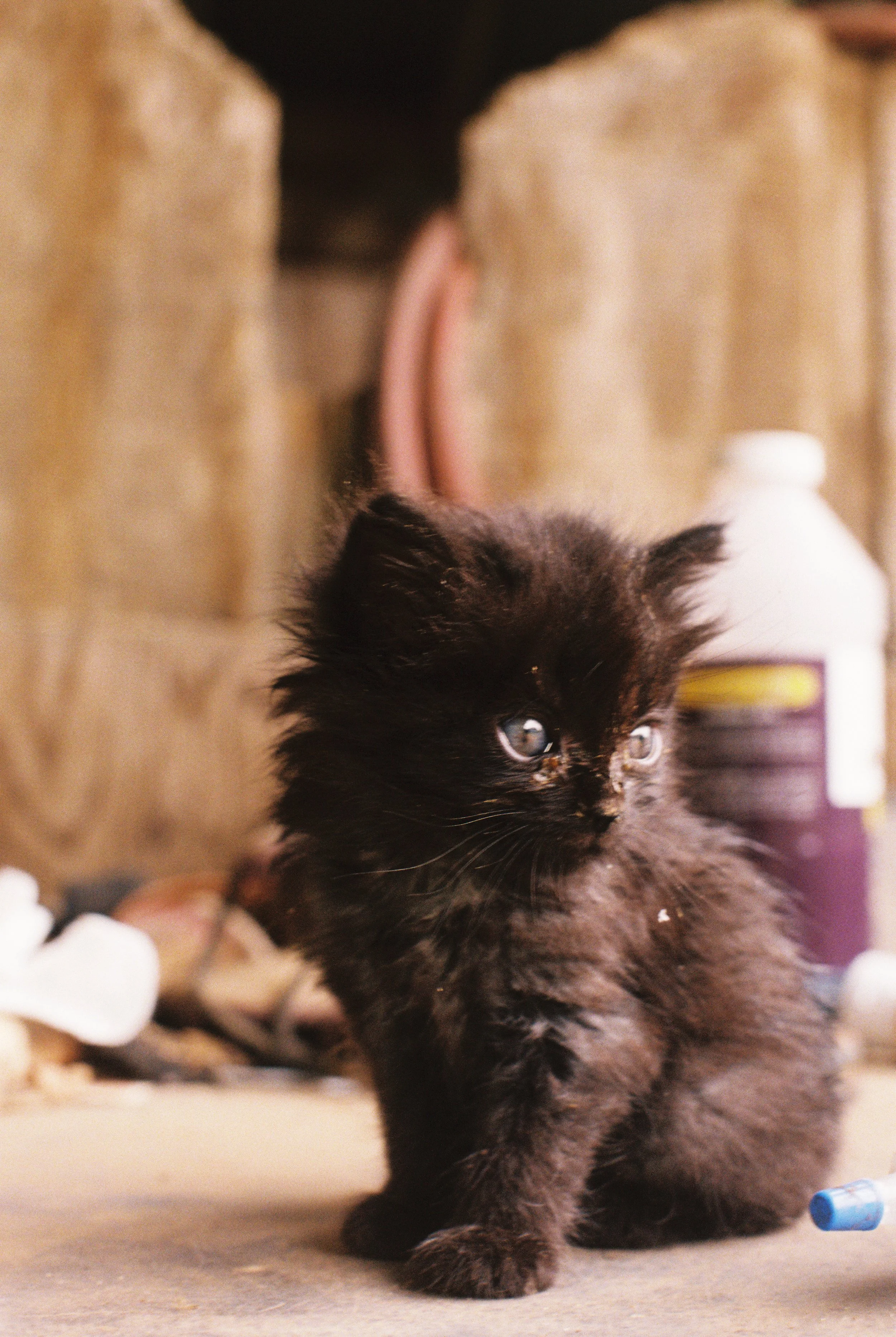Your Name's Havoc Now