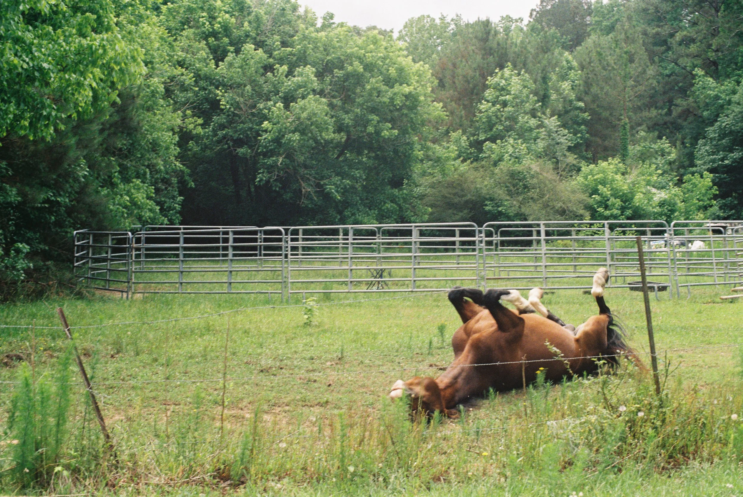 Ever Seen A Horse Scratch Its' Back?