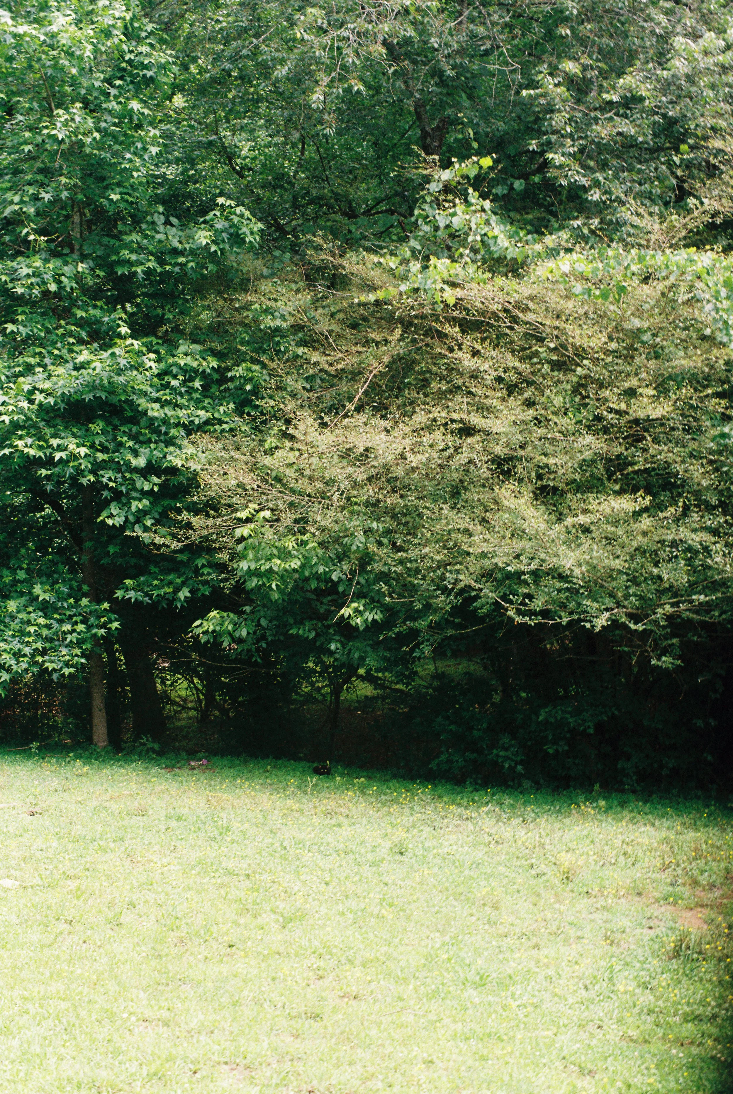 Find The Cat