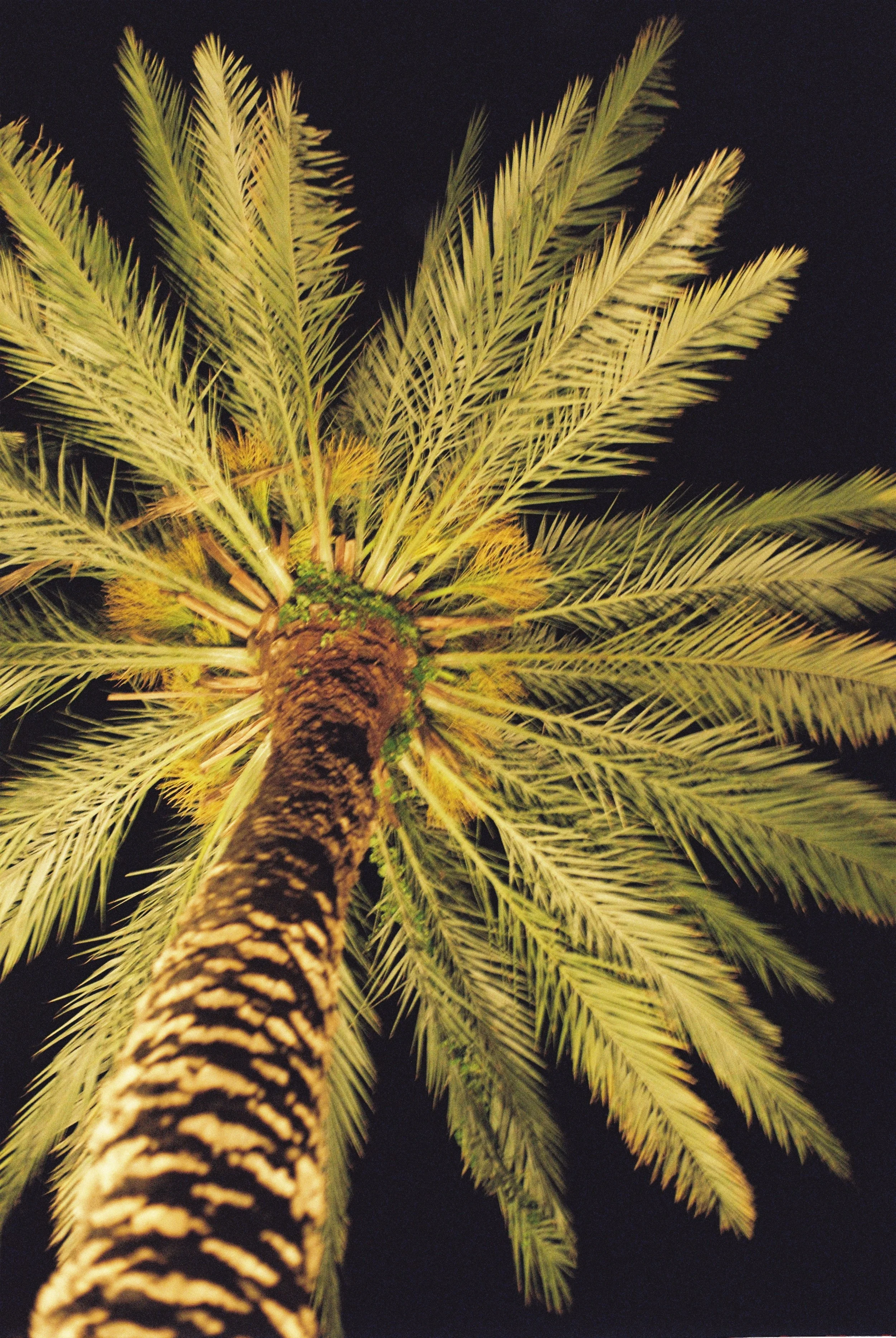Palm Tree In NOLA, 2026