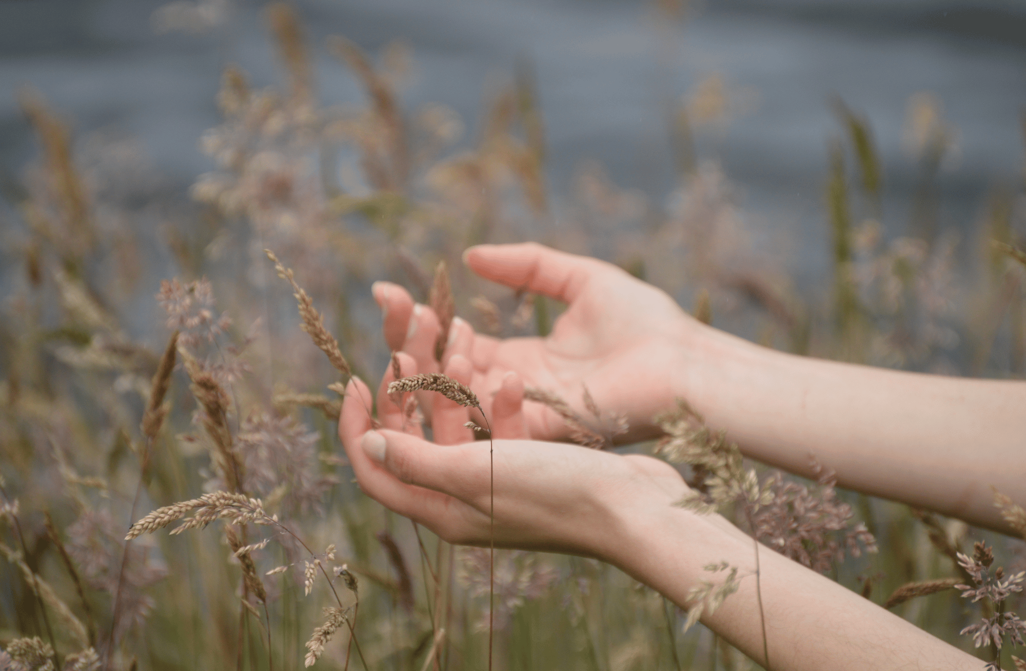 A person's hands gently touch tall, light brown and green grass near a body of water, which is blurred in the background.