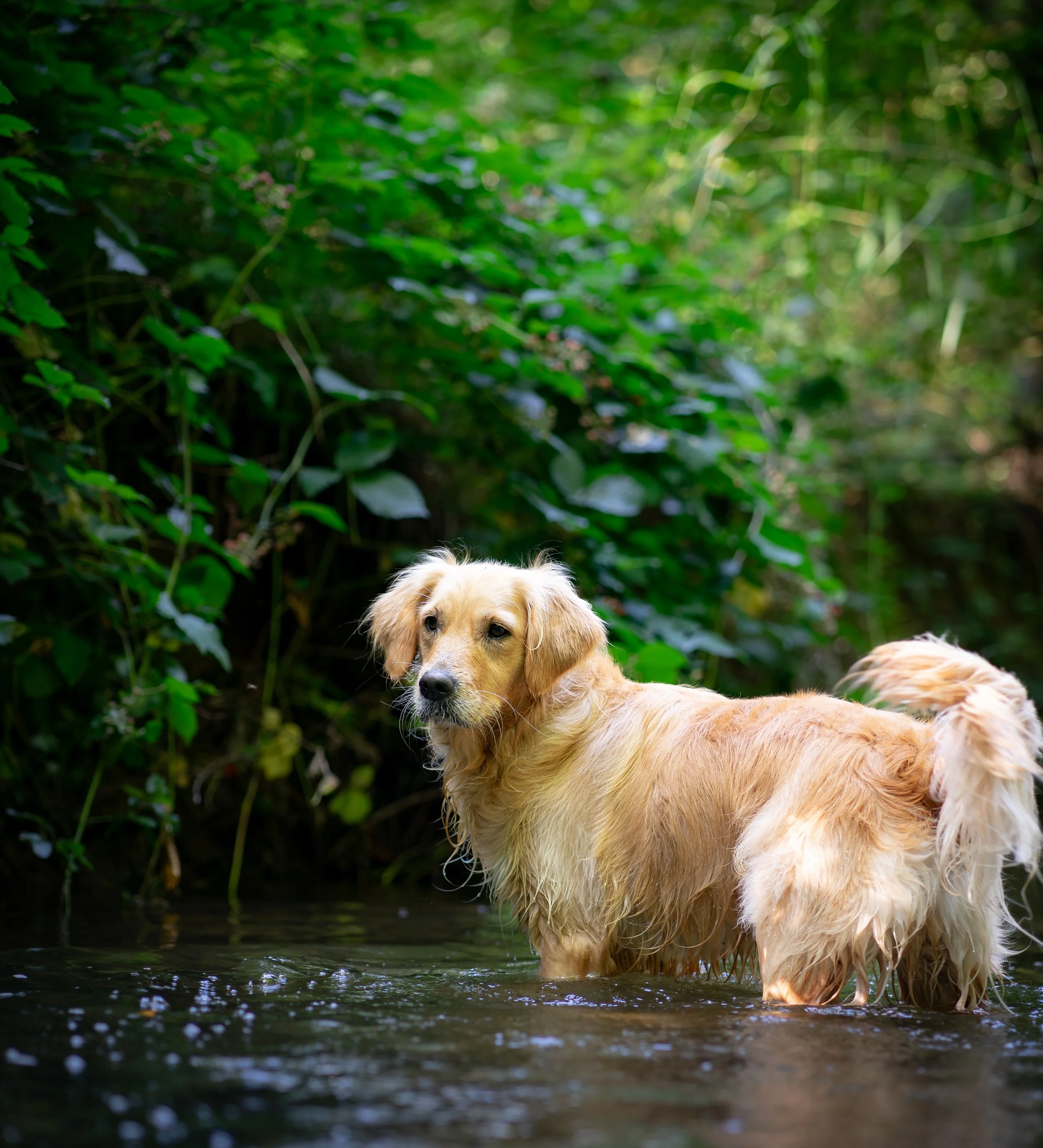 tierfotografie-hund-bergisches-land-fotograf.jpg