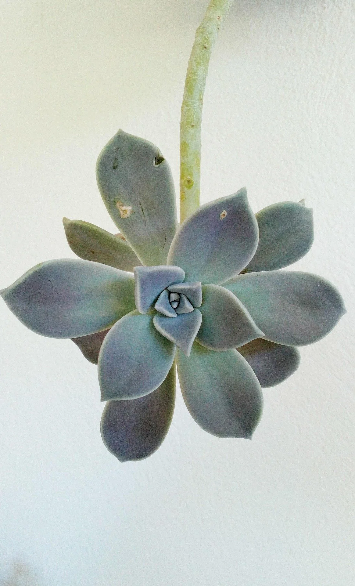 Close-up of a potted succulent plant with gray-green leaves and a thick stem, against a plain white background.