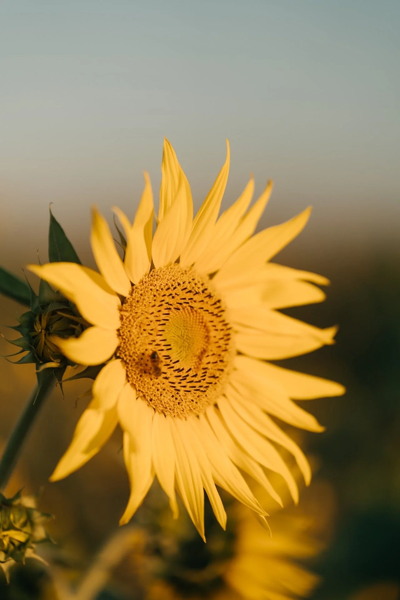 Close-up of a yellow sunflower with green leaves, against a muted background.