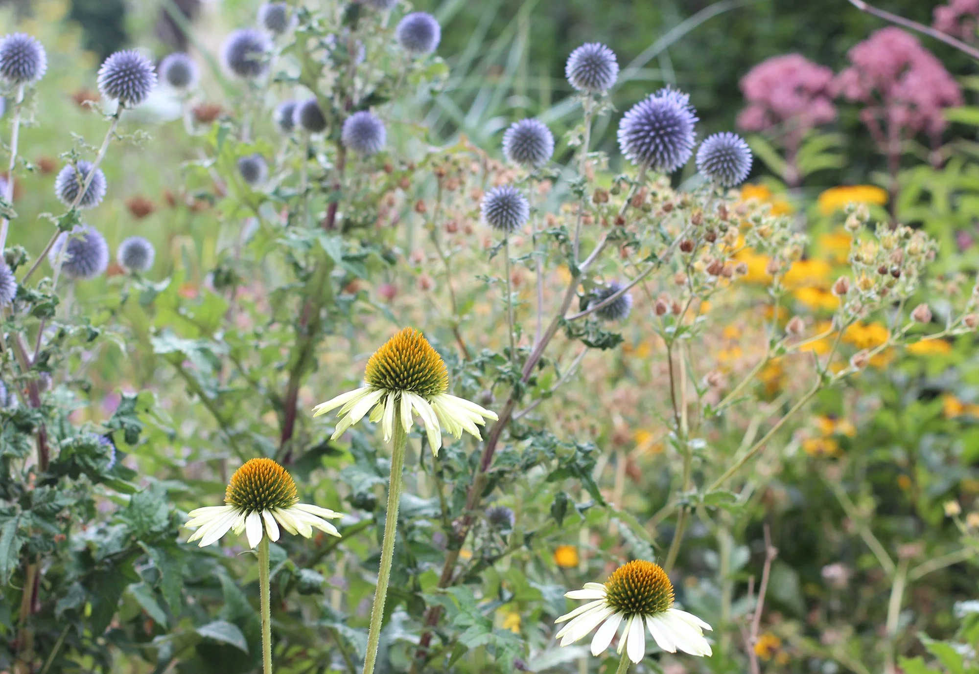 Echinacea, Echinops en andere vaste planten in een natuurlijke tuin