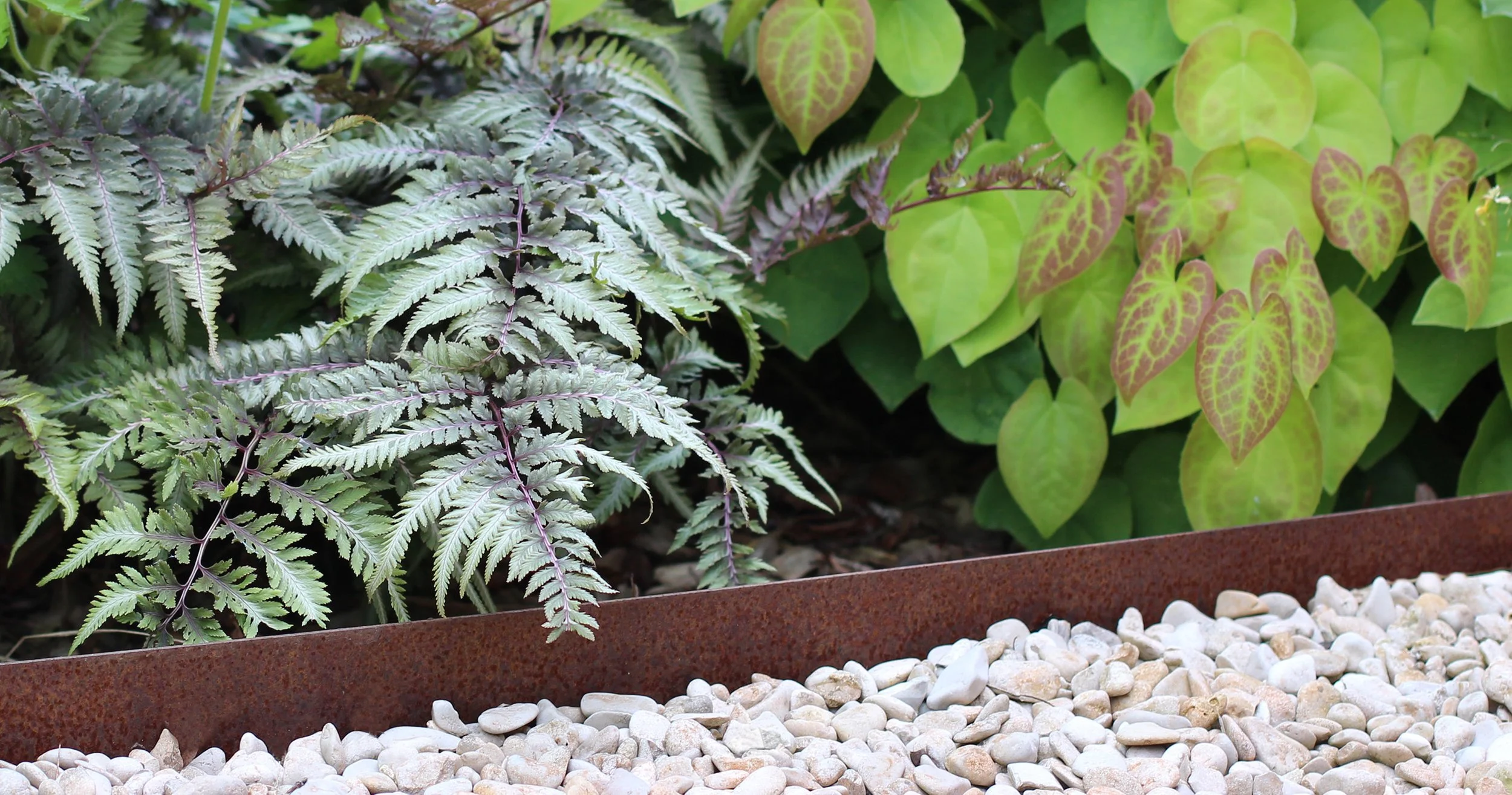 Athyrium en Epimedium in een schaduwborder