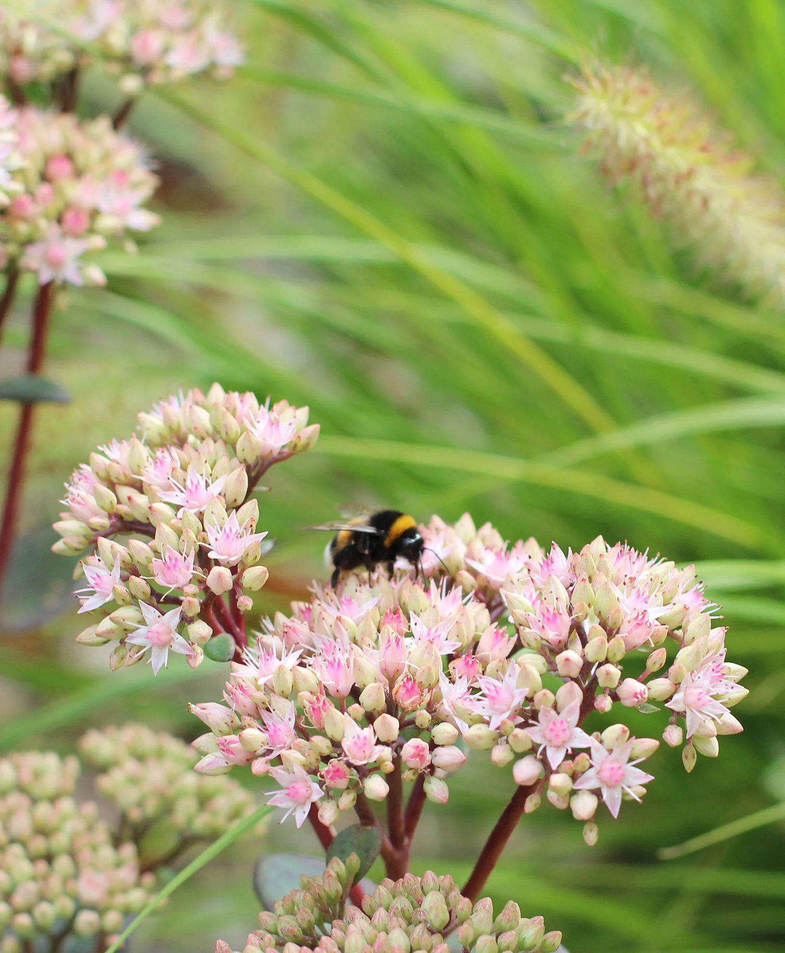 Sedum Matrona in een natuurlijke vasteplantenborder